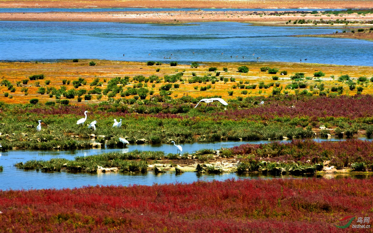 北戴河湿地一角