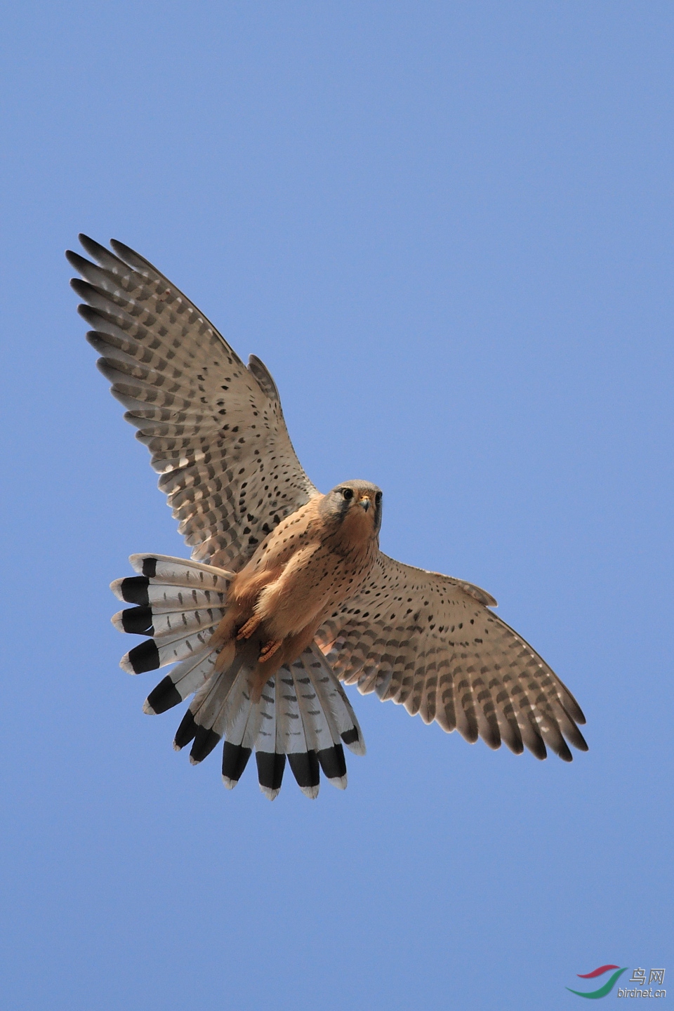 猛禽俯视红隼