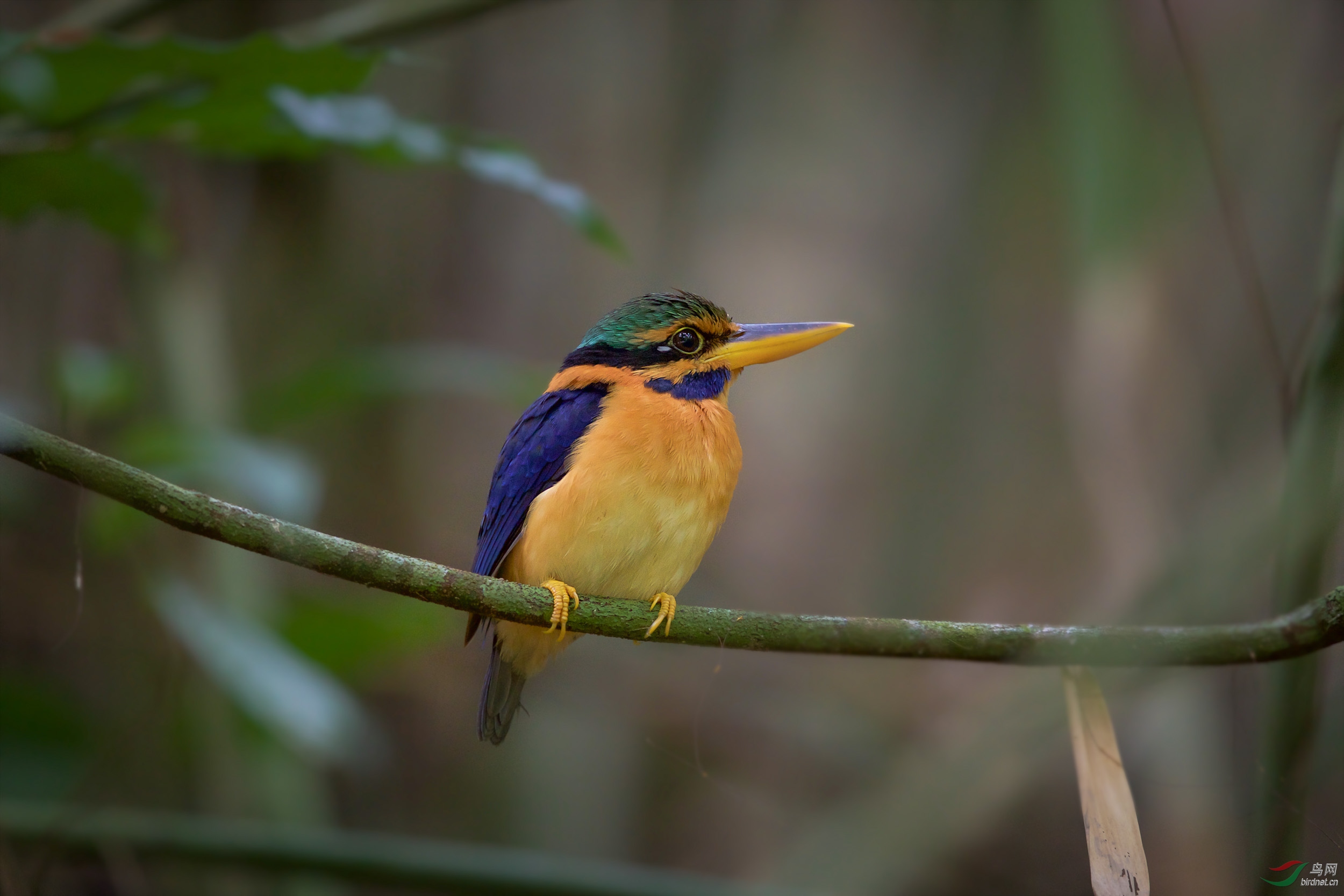 (栗领翡翠)栗领翡翠雄鸟