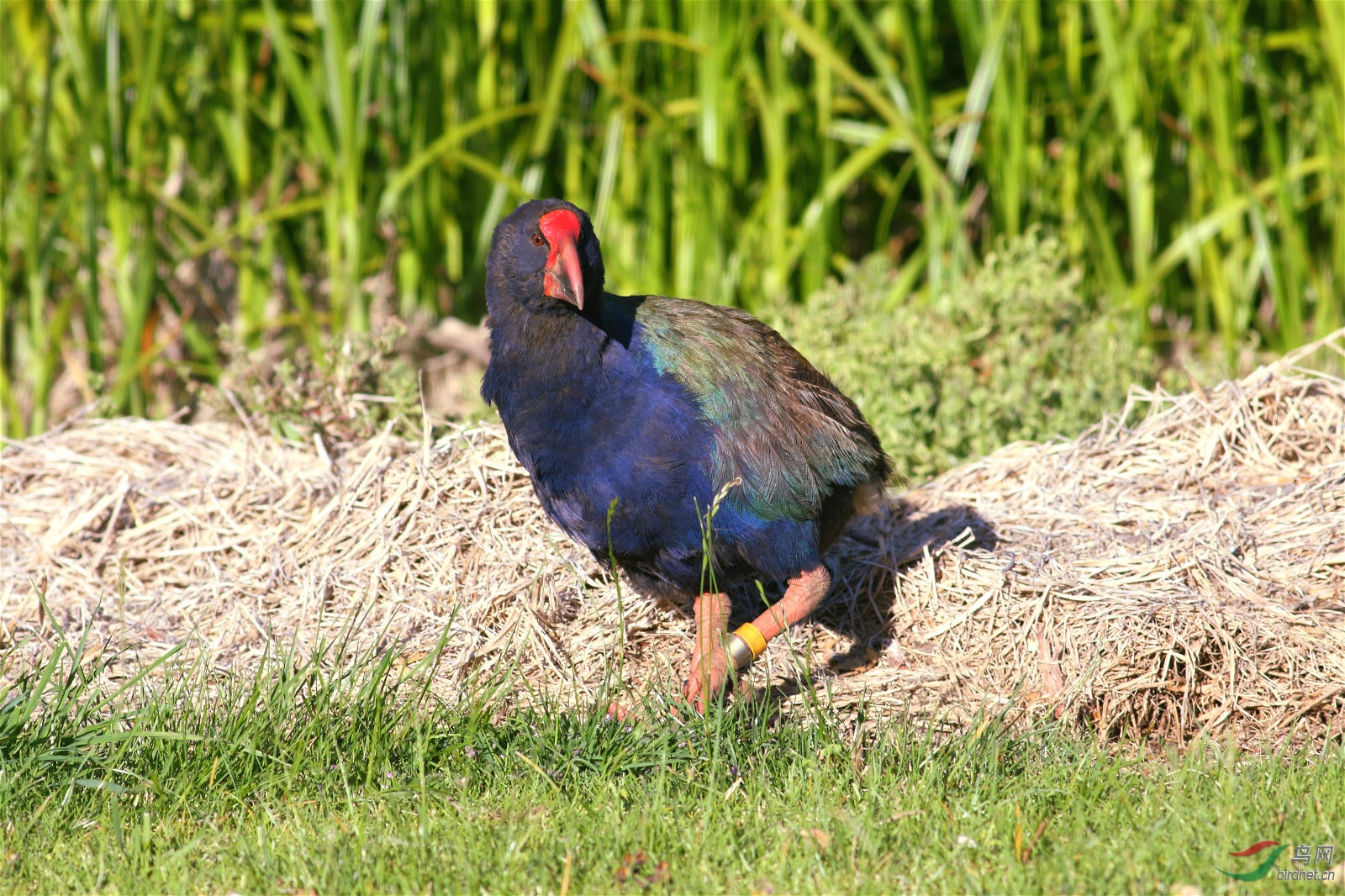 南秧鸡takahe