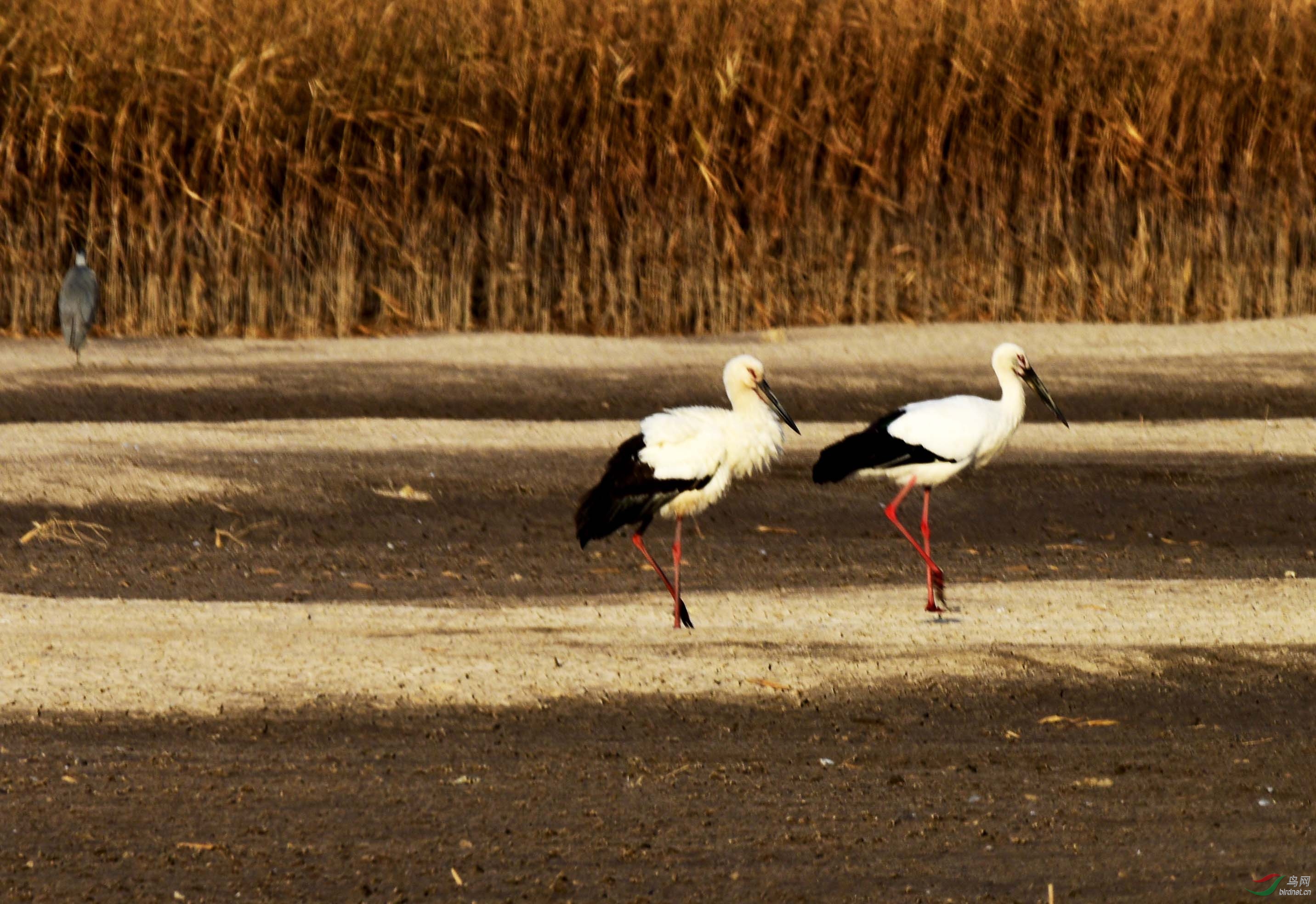 曹妃甸湿地偶遇东方白鹳