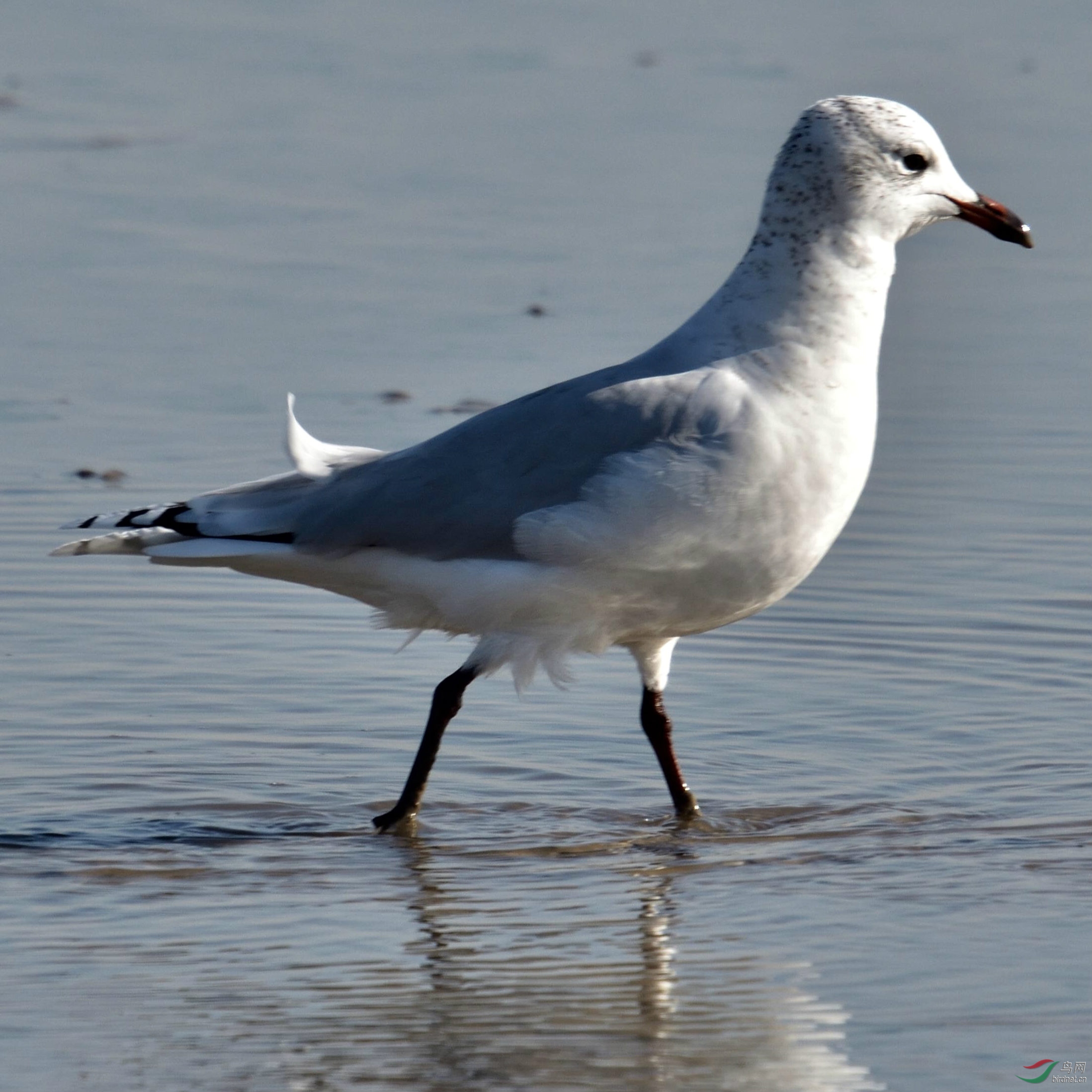 遗鸥北疆大神堂