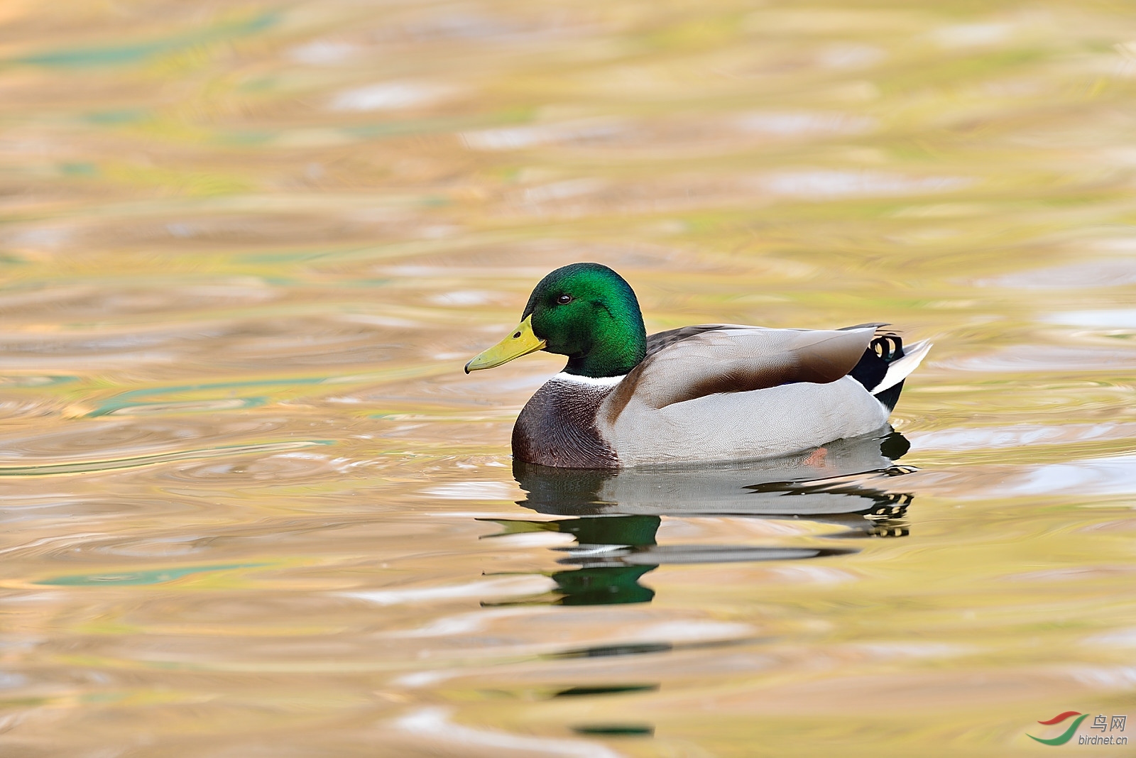 dsc_4441.jpg