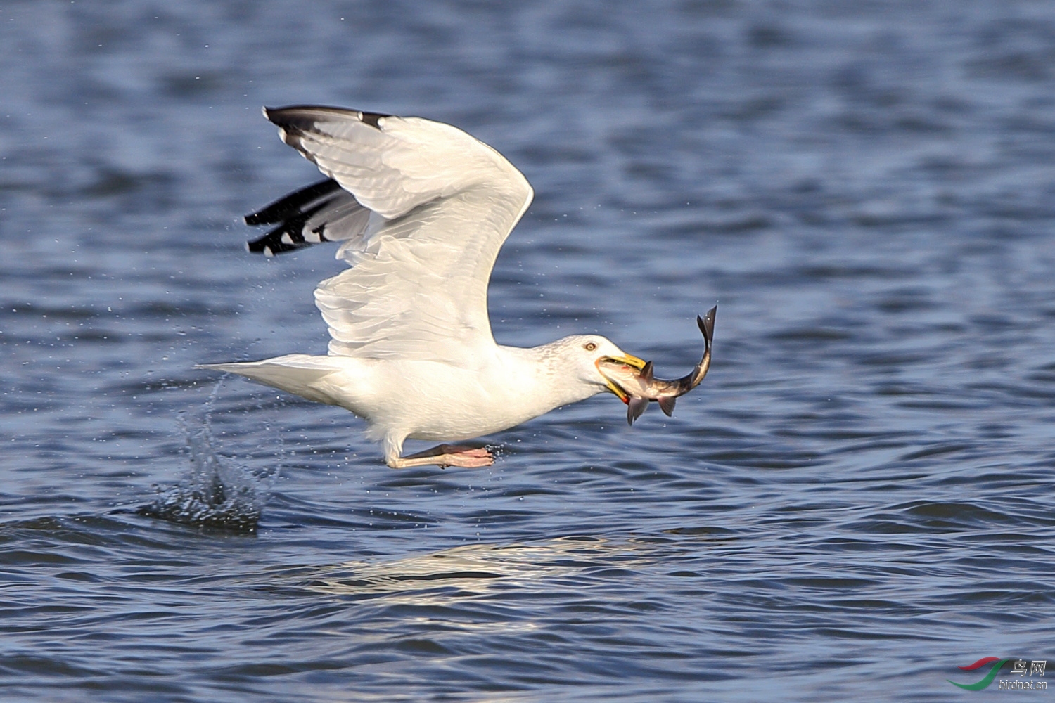 银鸥捕鱼