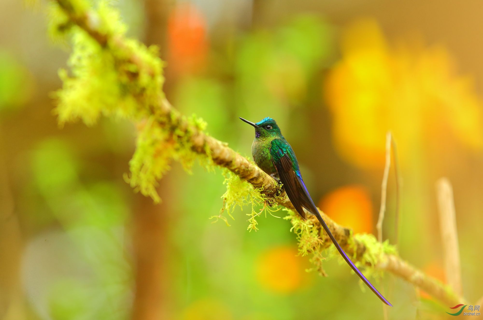 长尾蜂鸟问大家好祝贺荣获首页精华