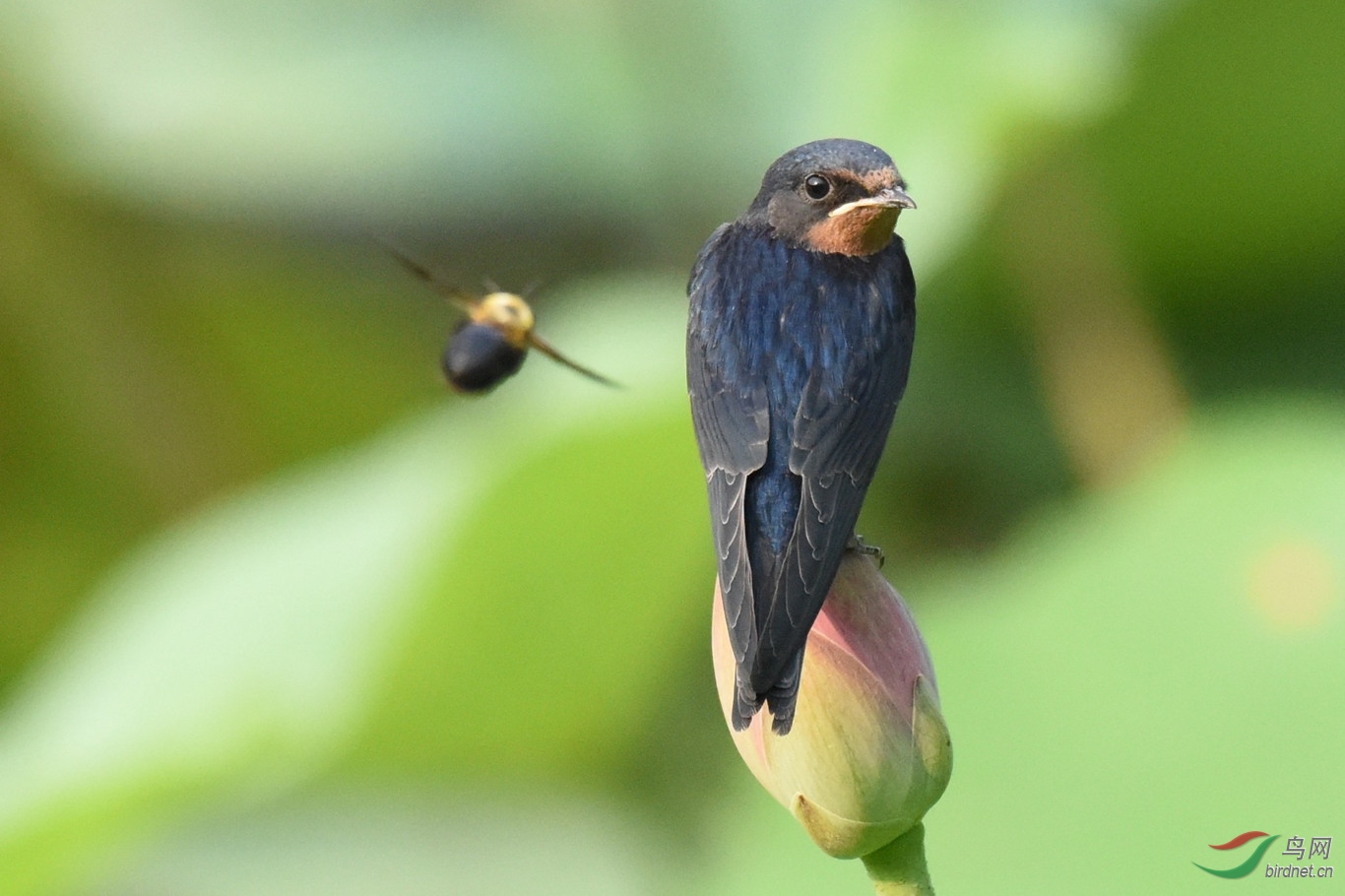 刚离巢的小燕子,飞行能力很差,不能自己捕食,眼看着美餐在眼前晃来晃