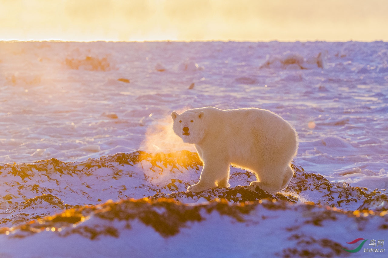 晨色中的北极熊