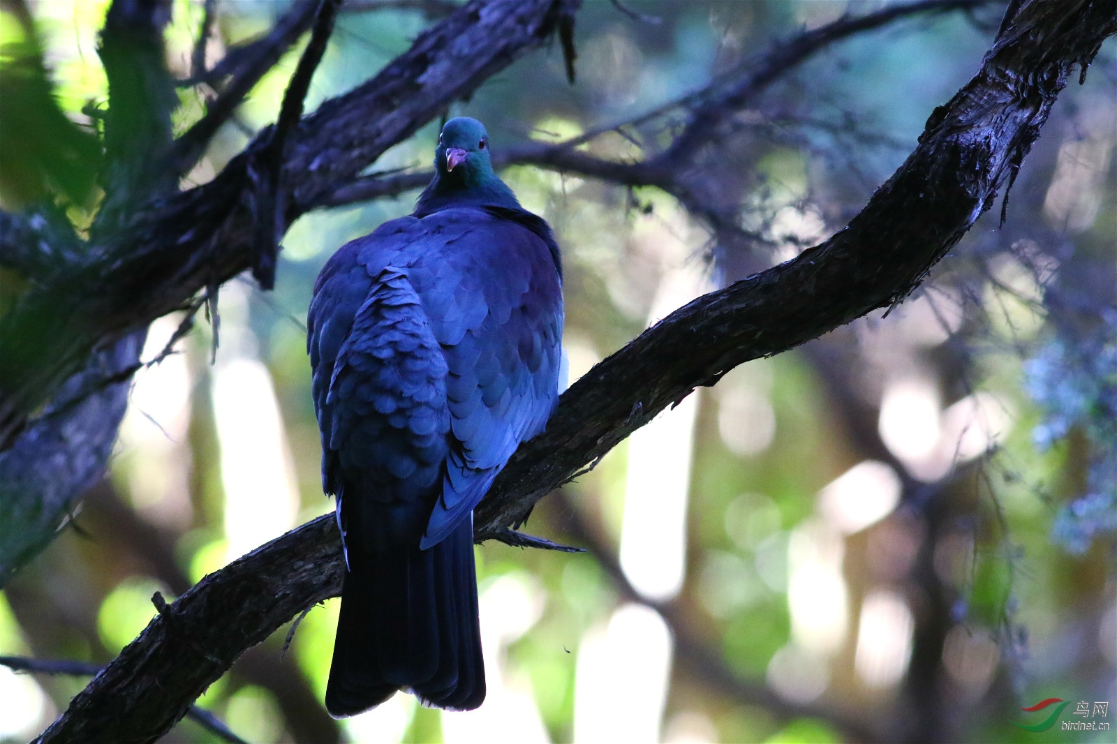 新西兰木鸽