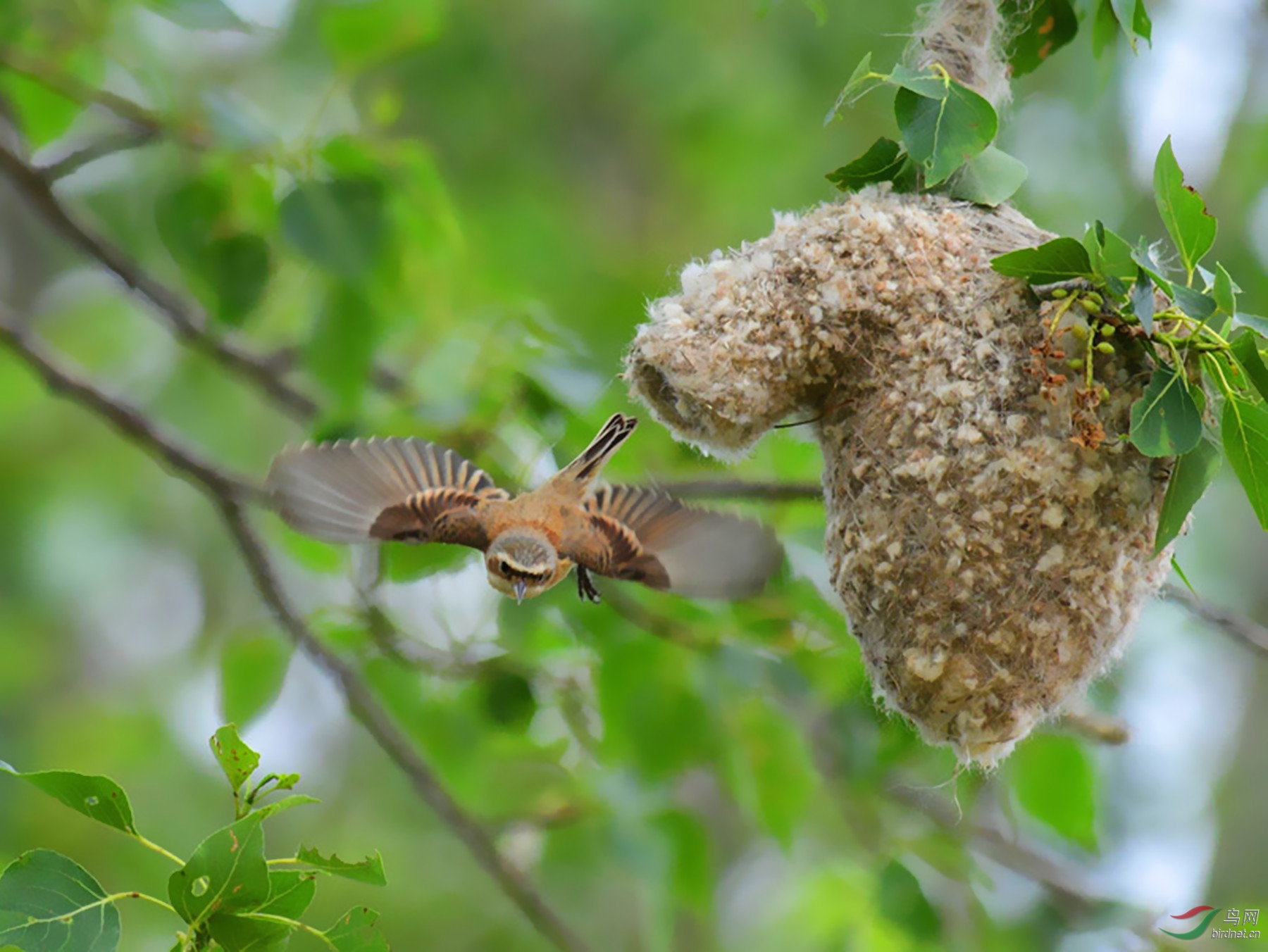 林鸟中华攀雀出巢