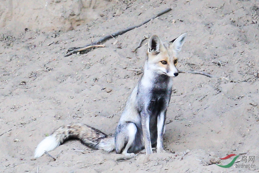沙漠狐狸