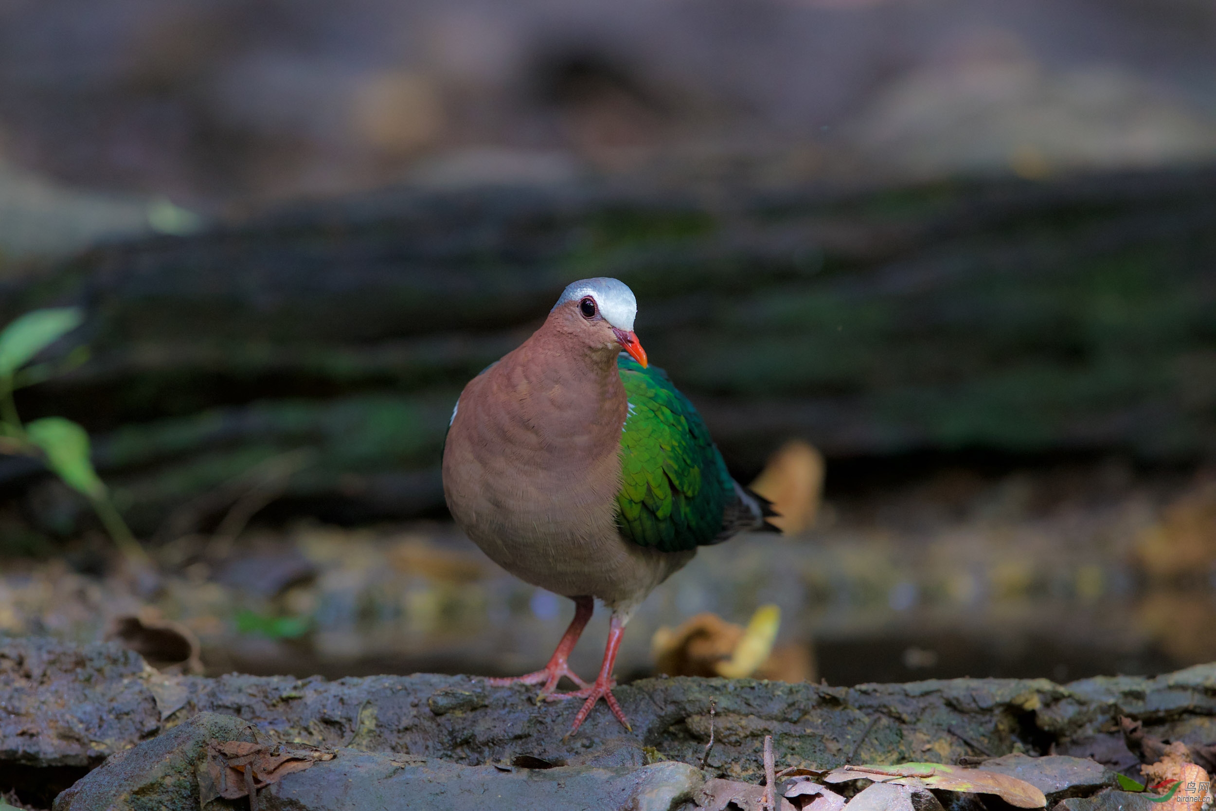 安静美丽的绿翅金鸠