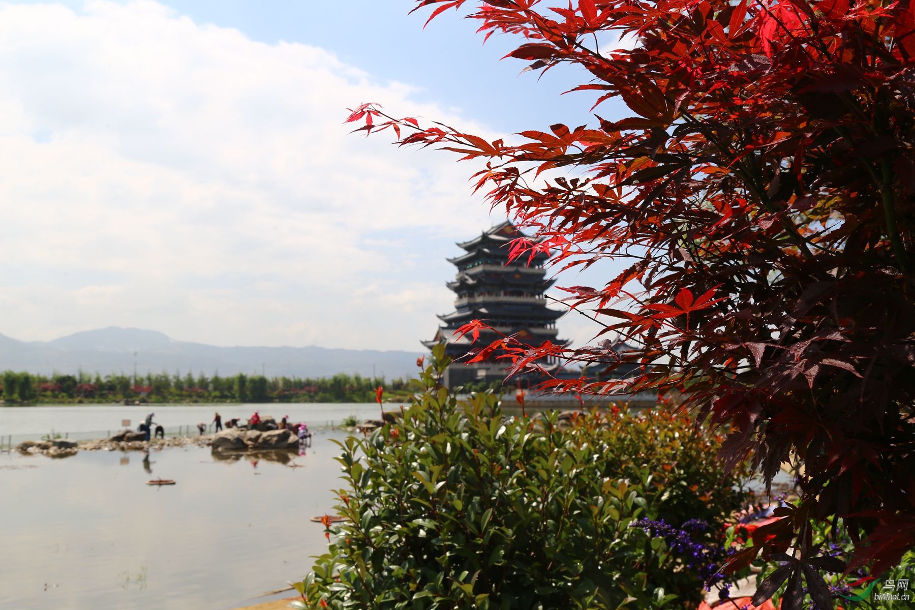 保山青华海湿地公园随拍