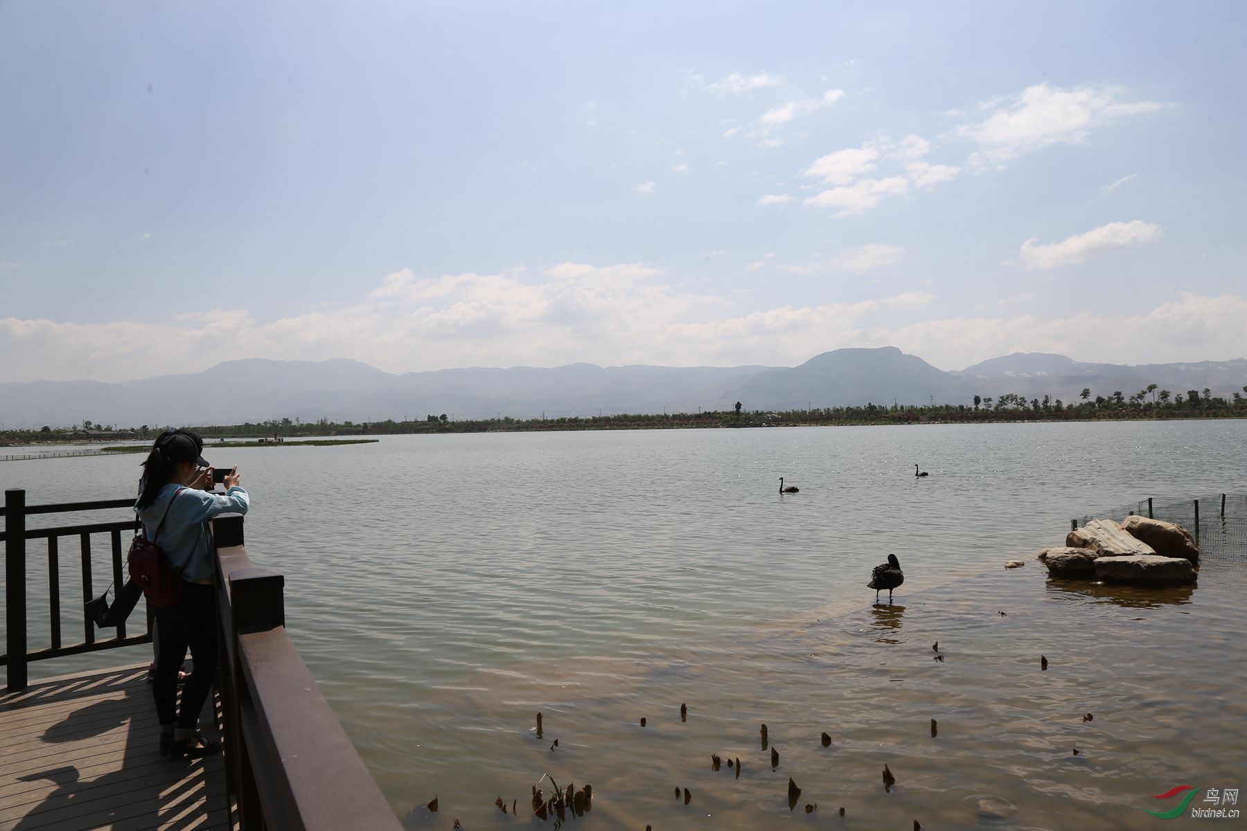 保山青華海溼地公園隨拍