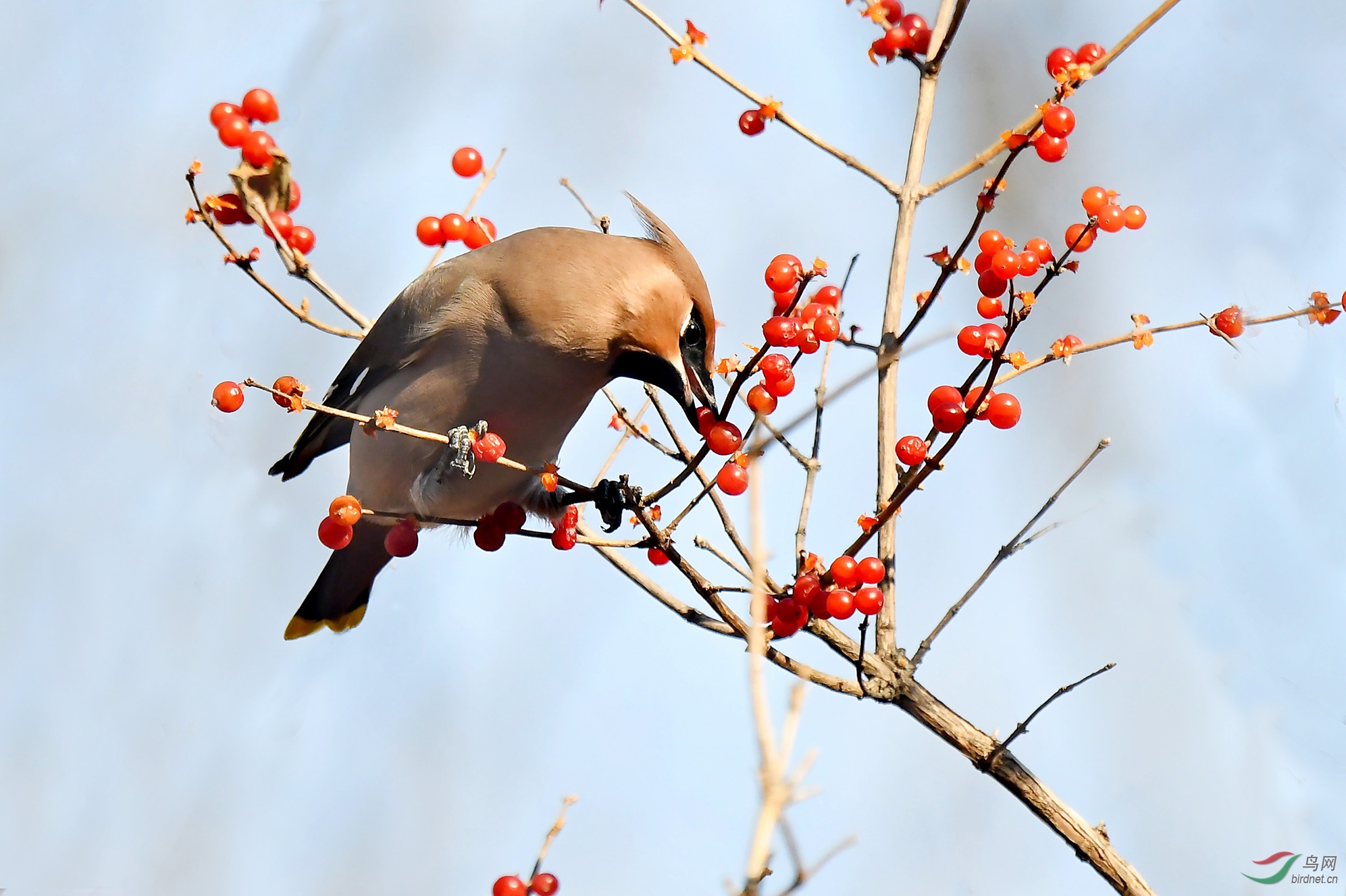 丰盛的美食1太平鸟