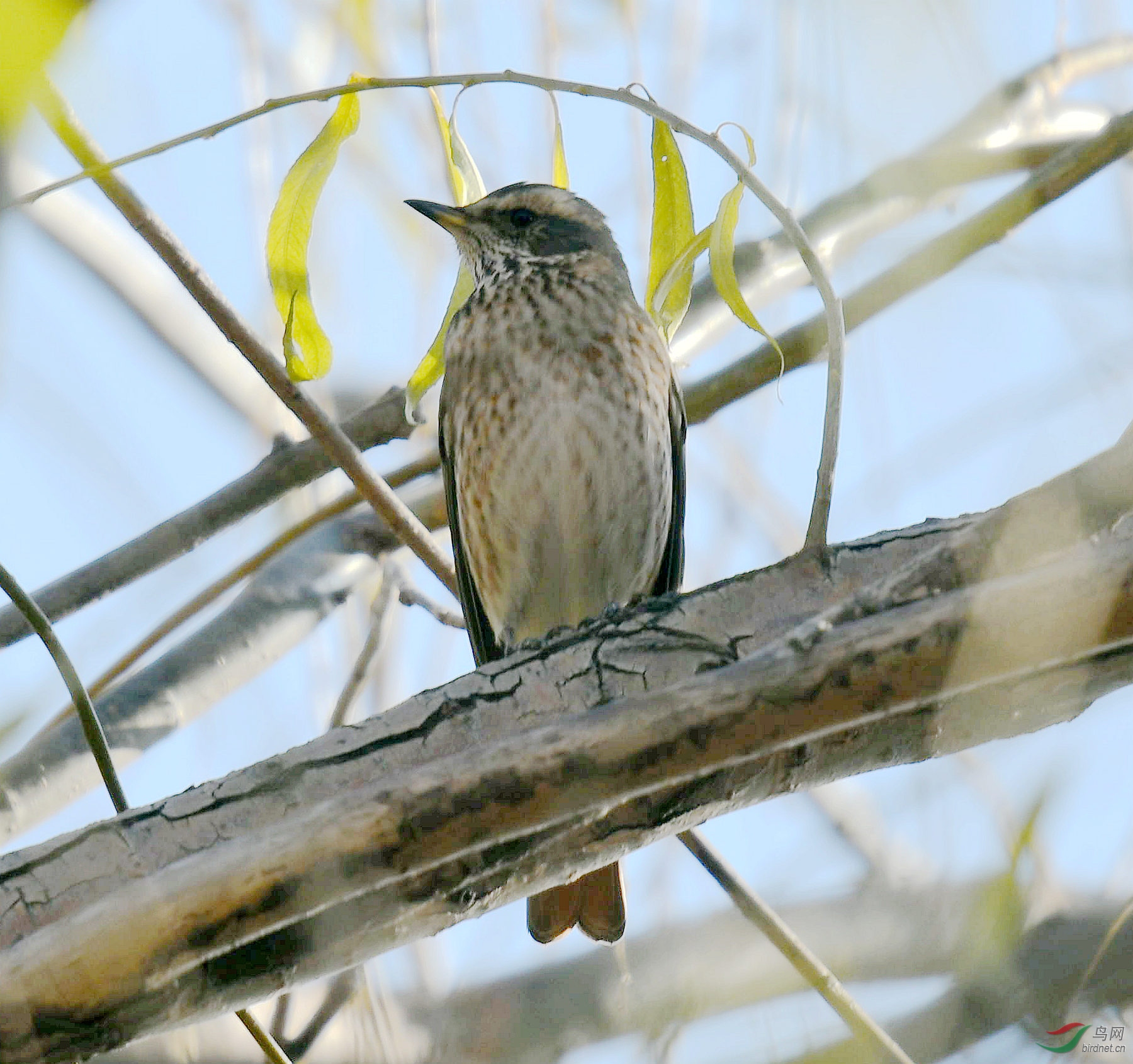 请问这是什么鸟