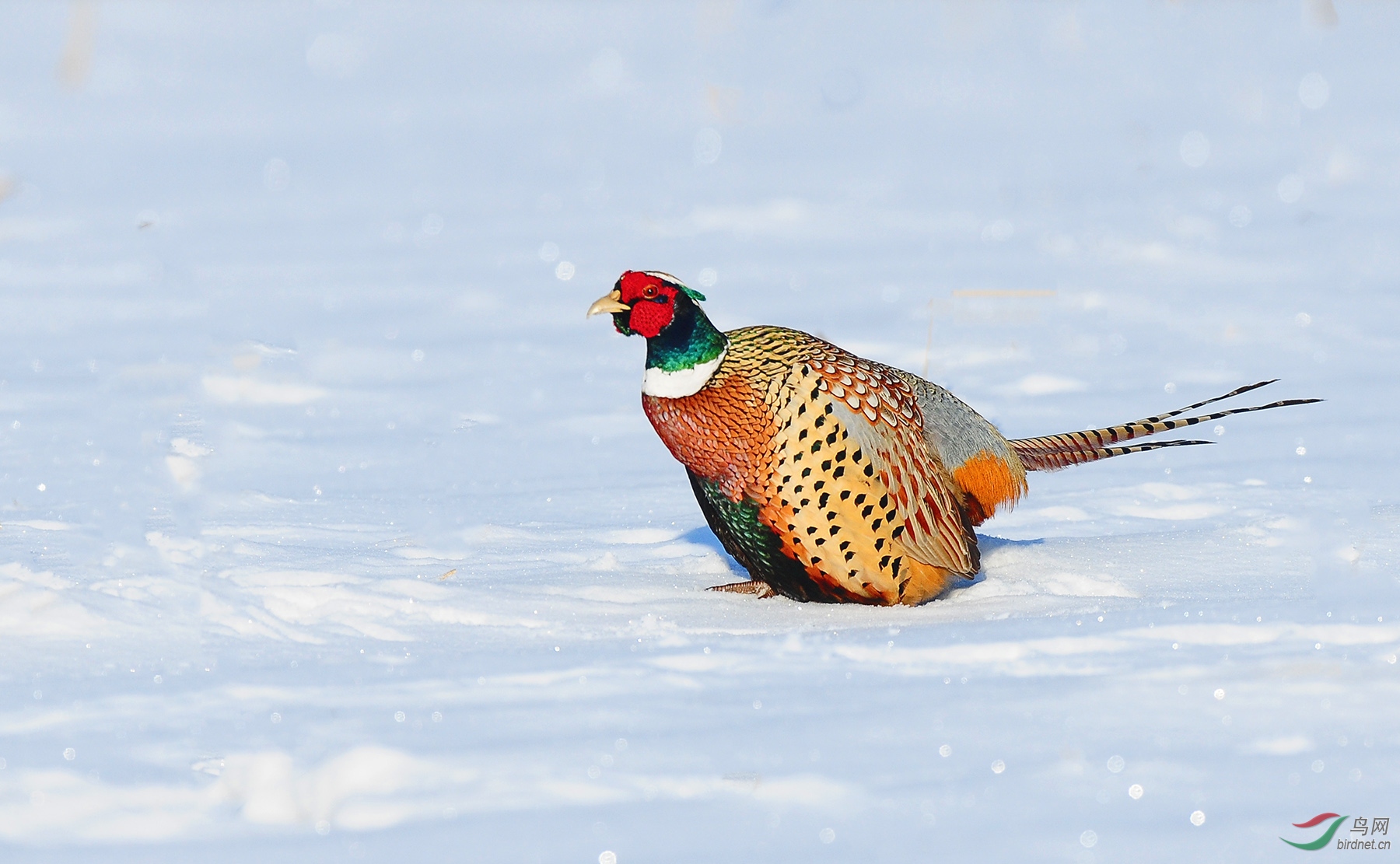 雪地雉鸡
