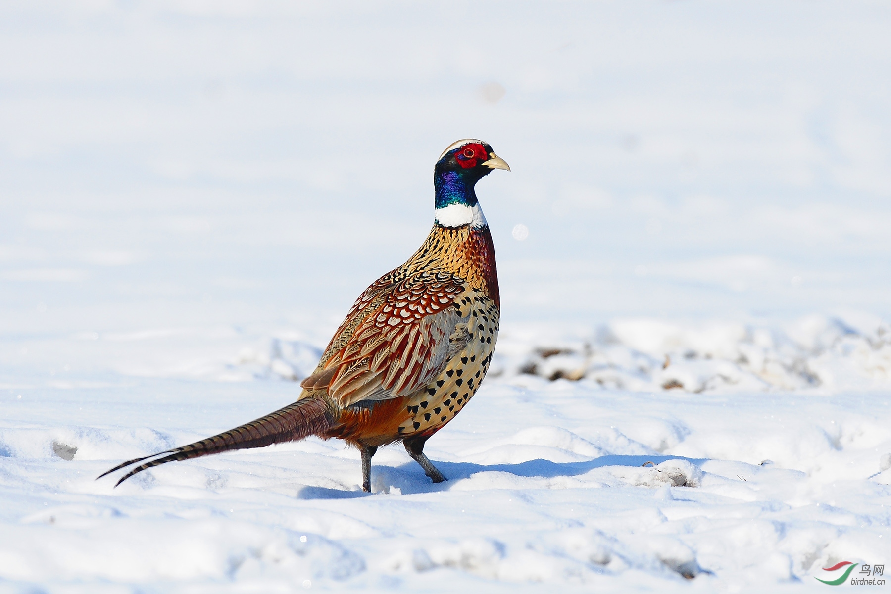 雪地雉鸡