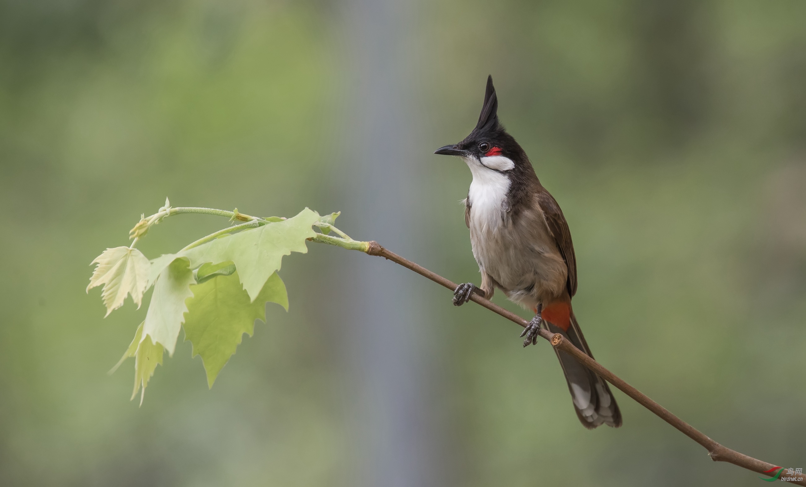 风度绅士红耳鹎