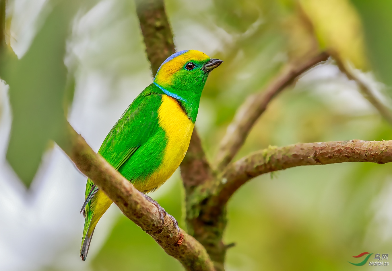 周末快乐金眉绿雀