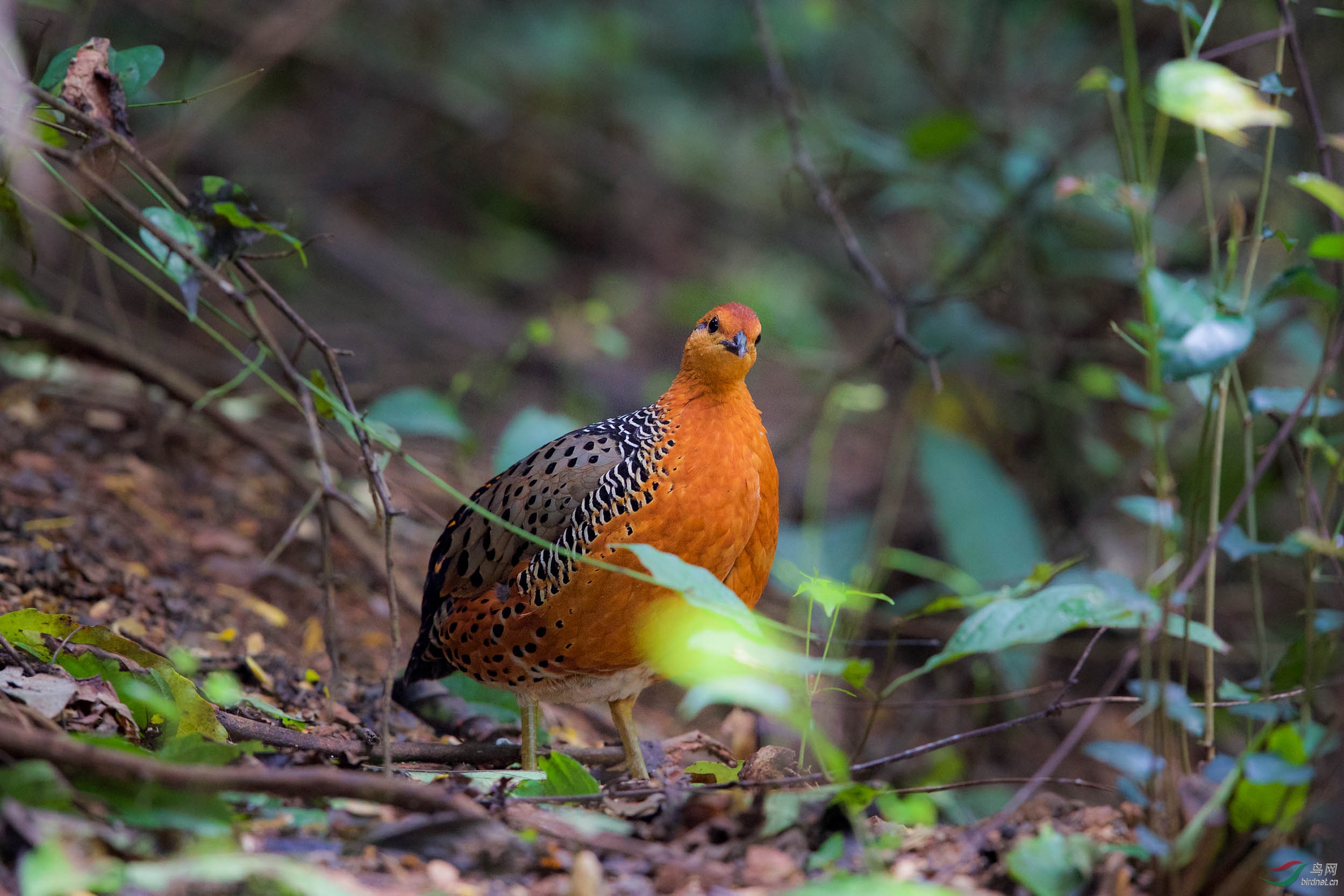 难得一见～锈红林鹧鸪小夫妻双双对对站立!