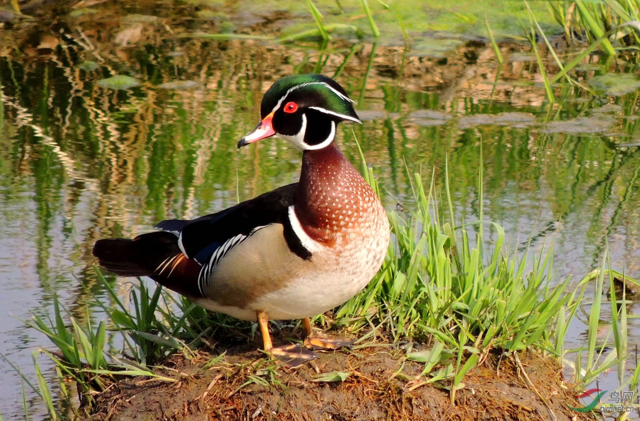 【诗中有画-鸭】-美洲木鸭