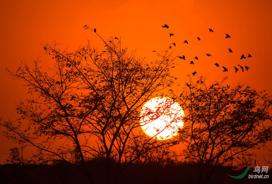 夕阳西下倦鸟归