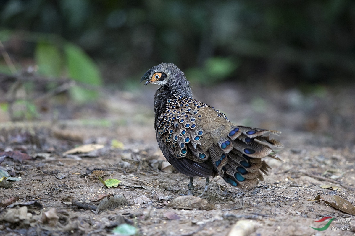 凤冠孔雀雉