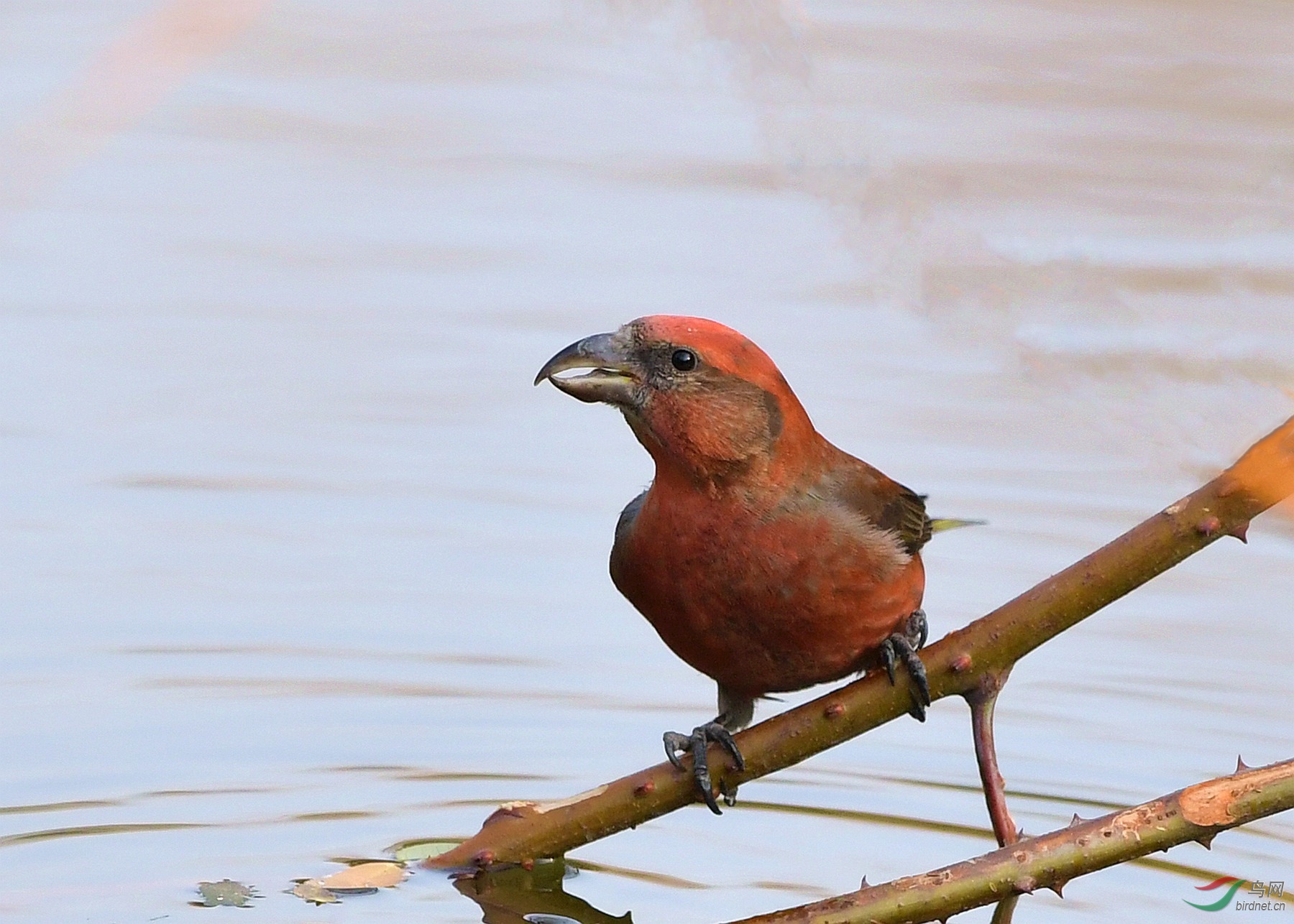 喝水的红交嘴雀