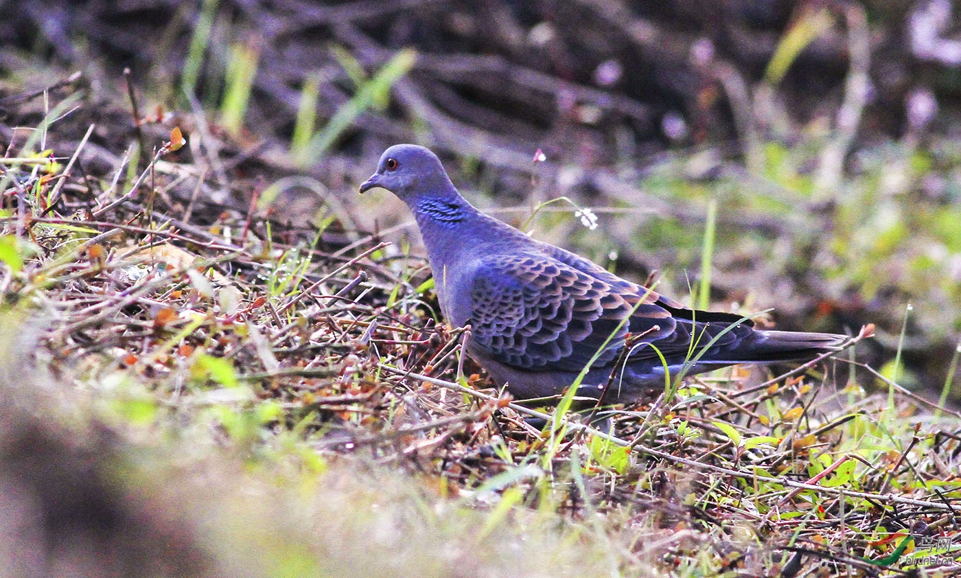 171127珠頸斑鳩向老師們學習問好