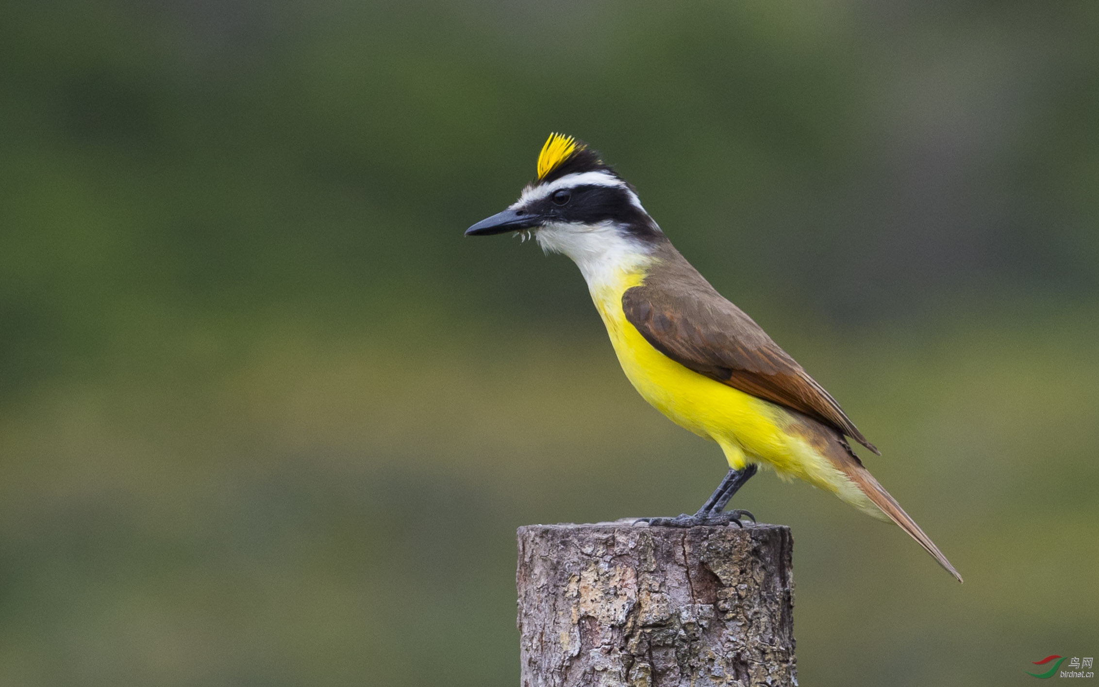 国外大食蝇霸鹟大食蝇霸鹟开冠祝贺老师佳作荣获首页精华