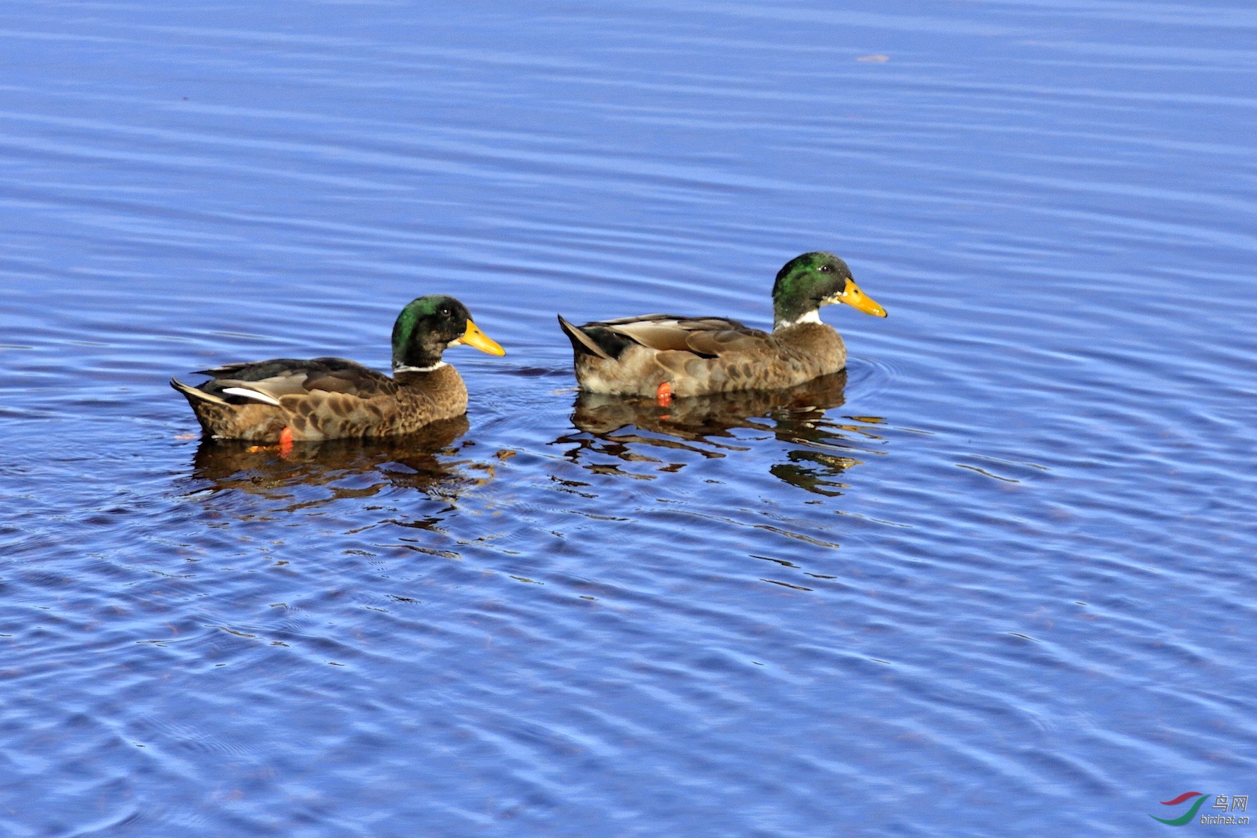 诗歌诗中有画鸭水中游绿头鸭