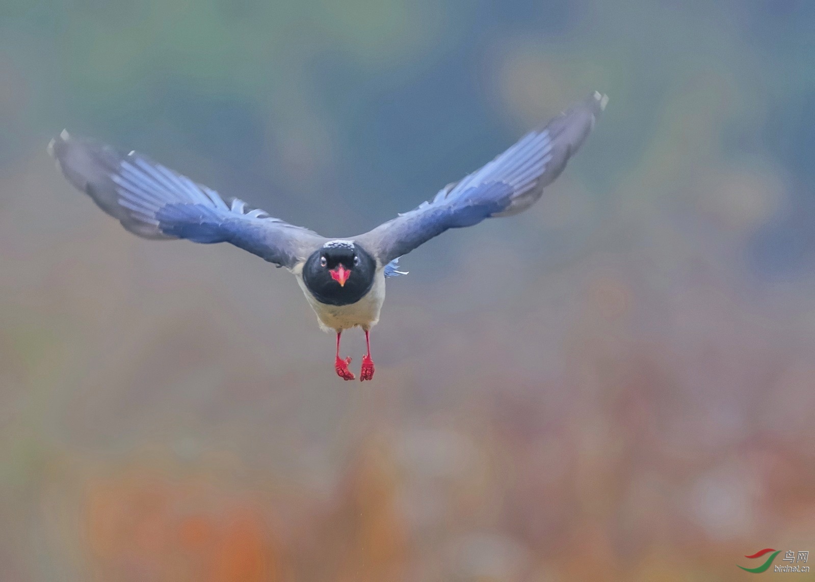 红嘴蓝鹊飞过来了