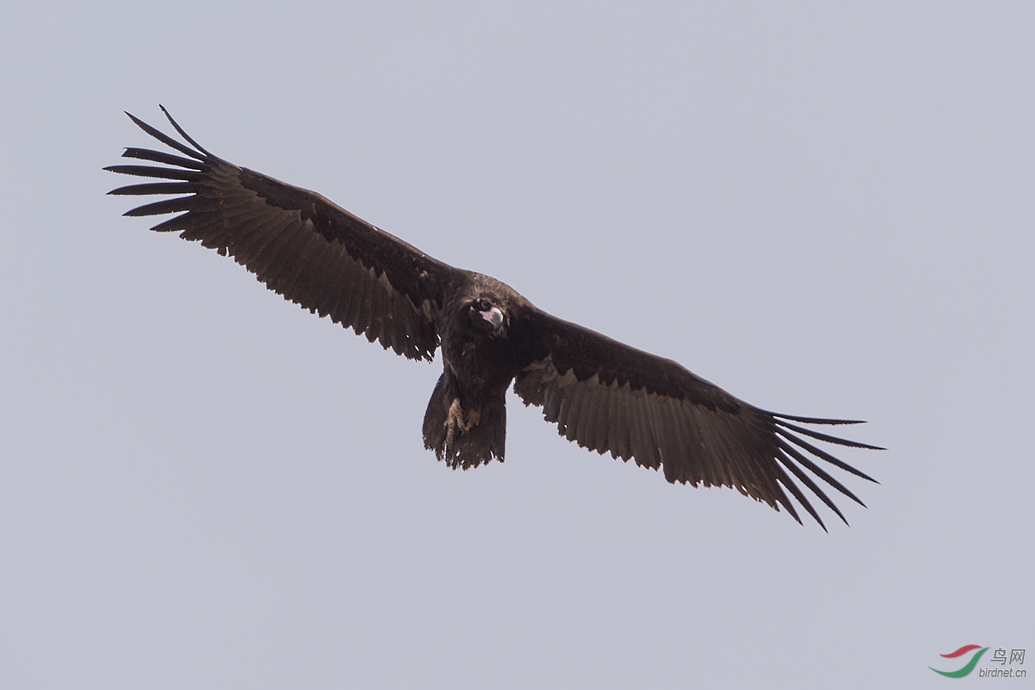 翱翔的秃鹫