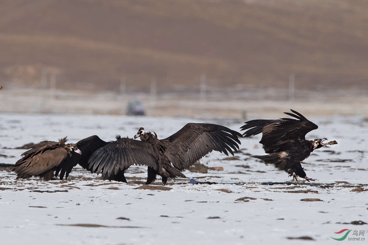 雪地上的座山雕