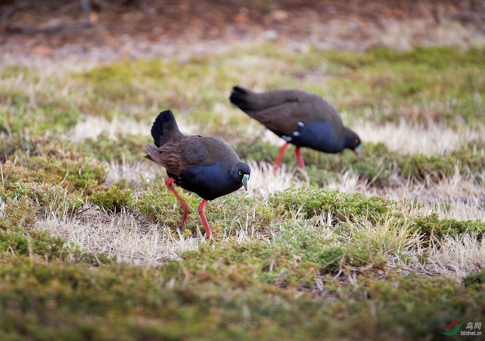 澳洲黑尾水鸡