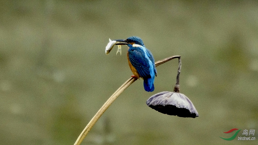 殘荷翠鳥圖