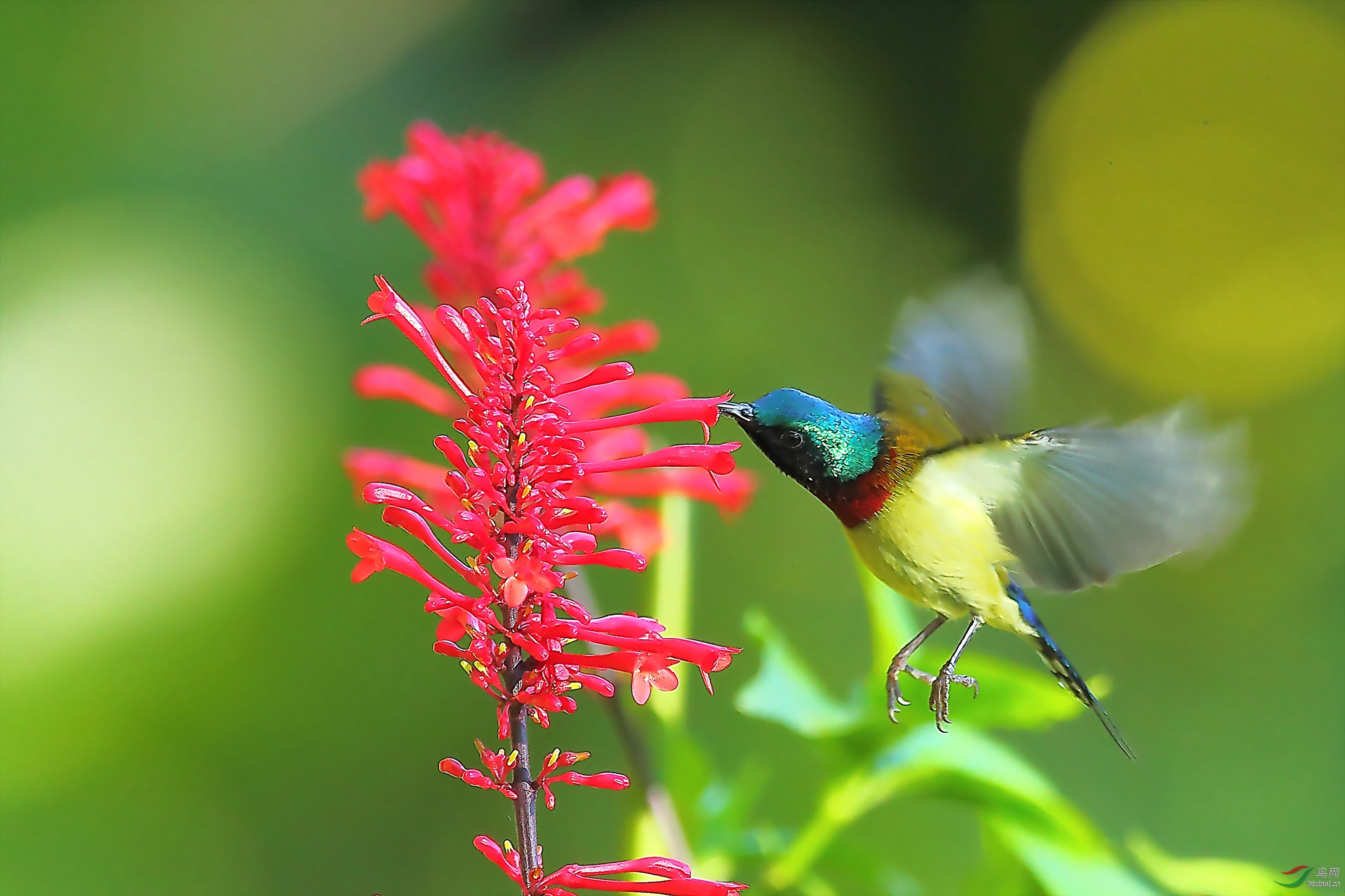 今日红苞花正艳