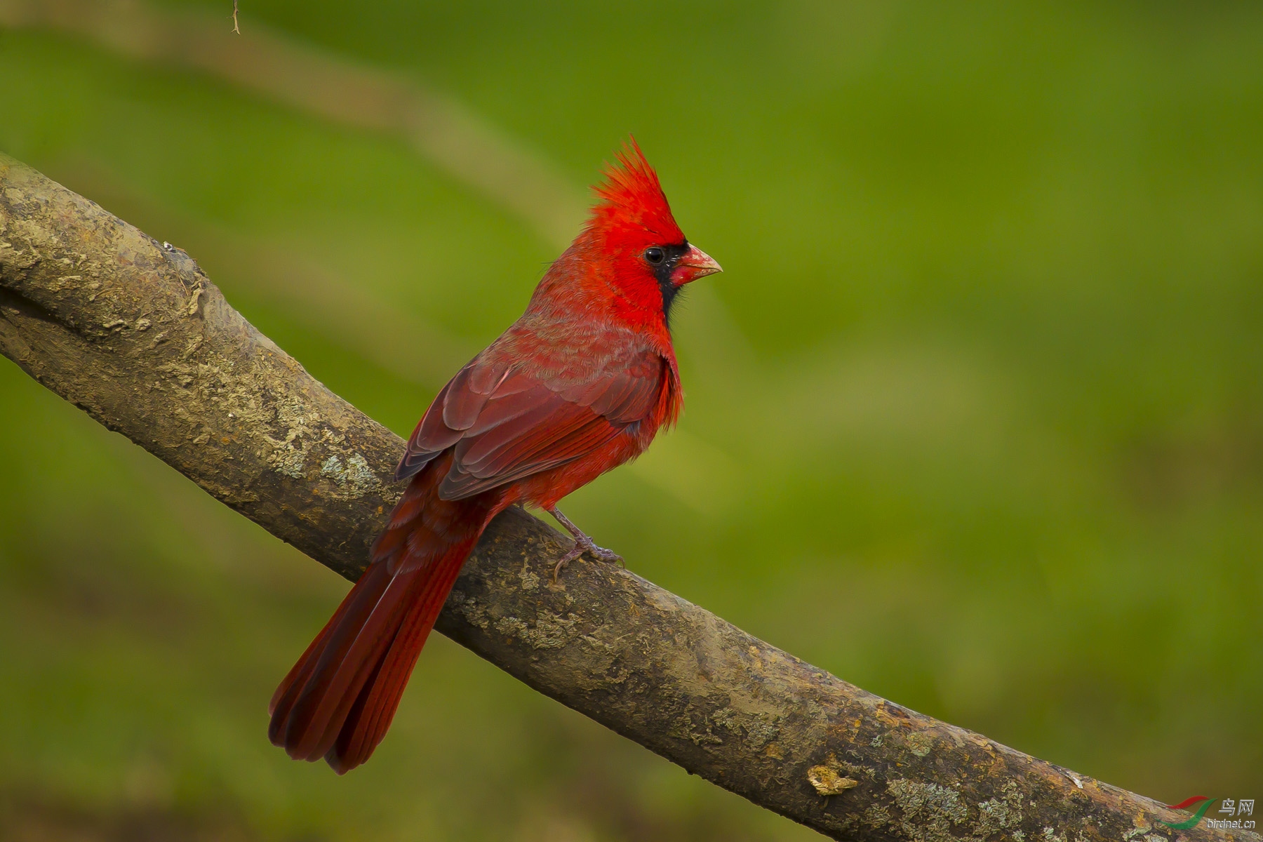 (主红雀)红衣主教鸟gg