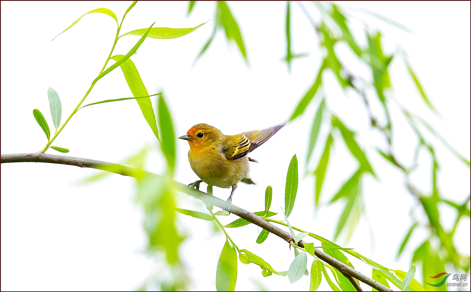 杨柳春风火冠雀