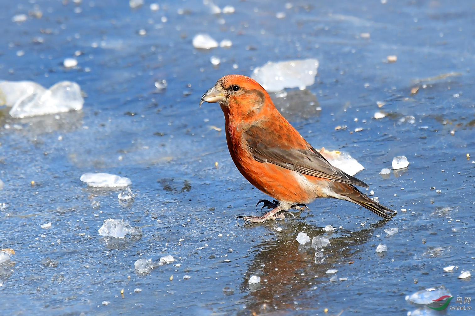 冰上搜寻交嘴雀