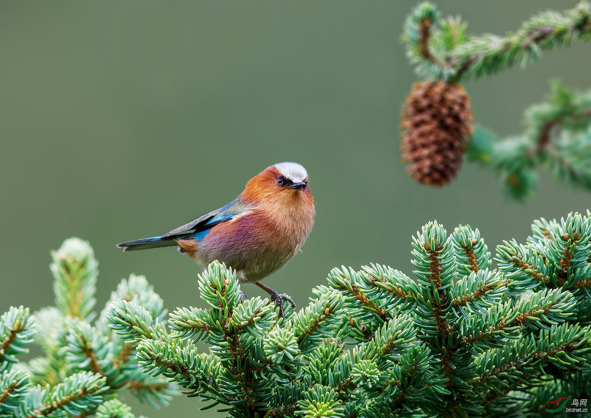 川西高原明星鸟凤头雀莺