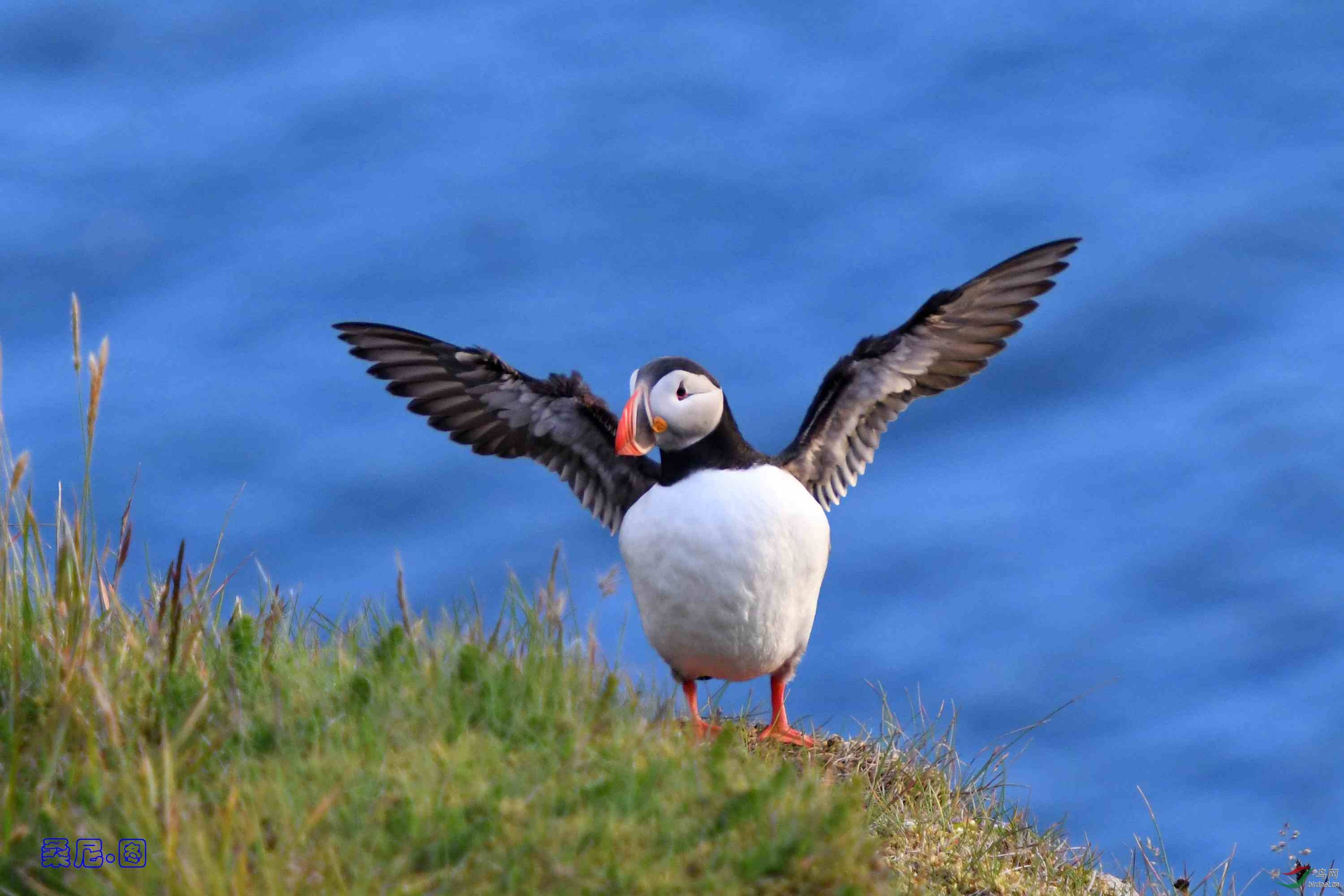 北极海鹦善知鸟doodtidingsbird海鹦祝贺获首页精华