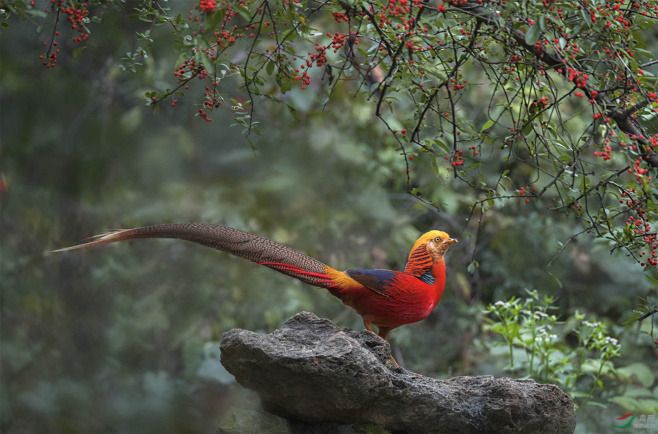 高傲的红腹锦鸡
