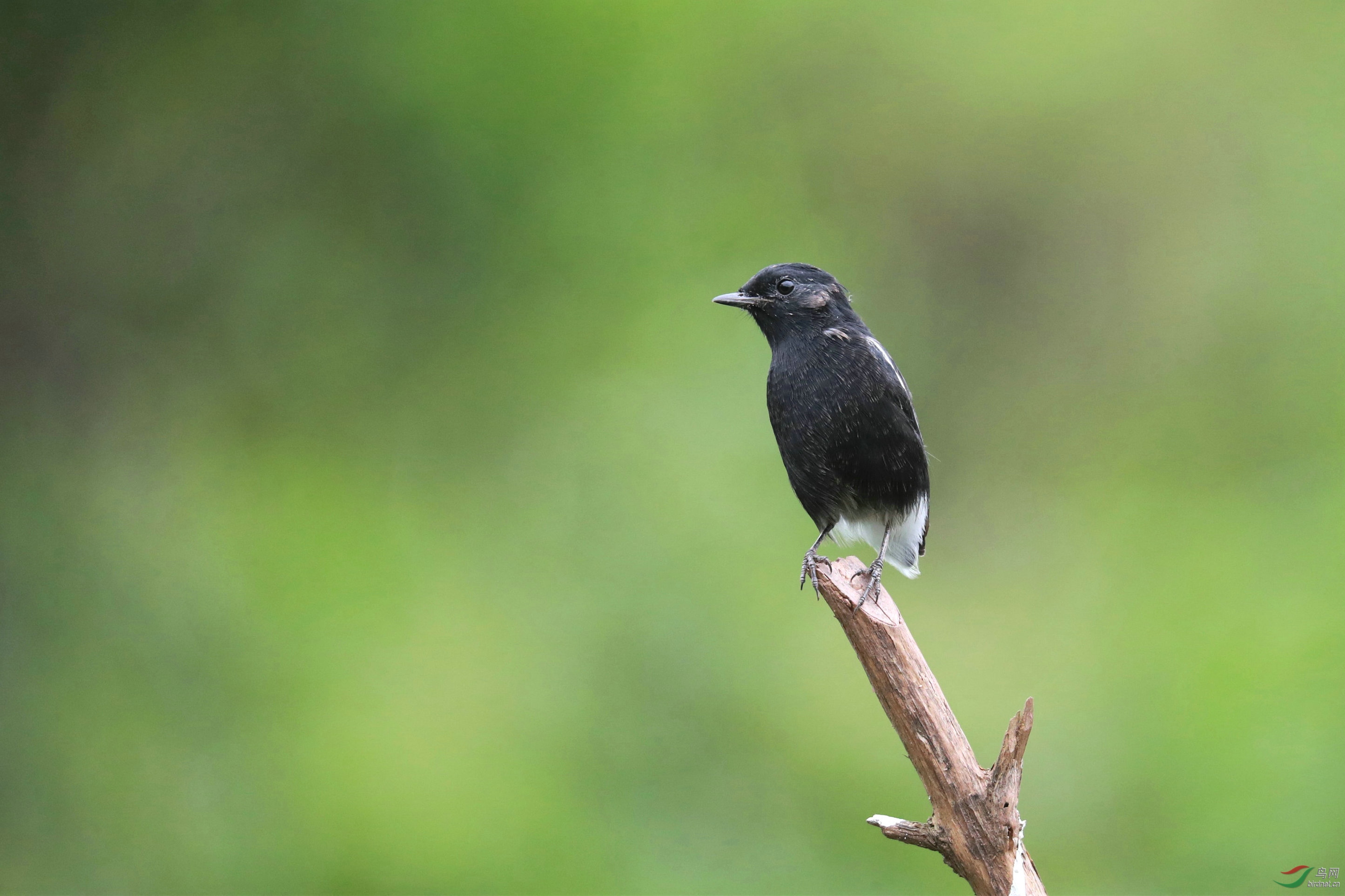 换羽的白斑黑石鵖