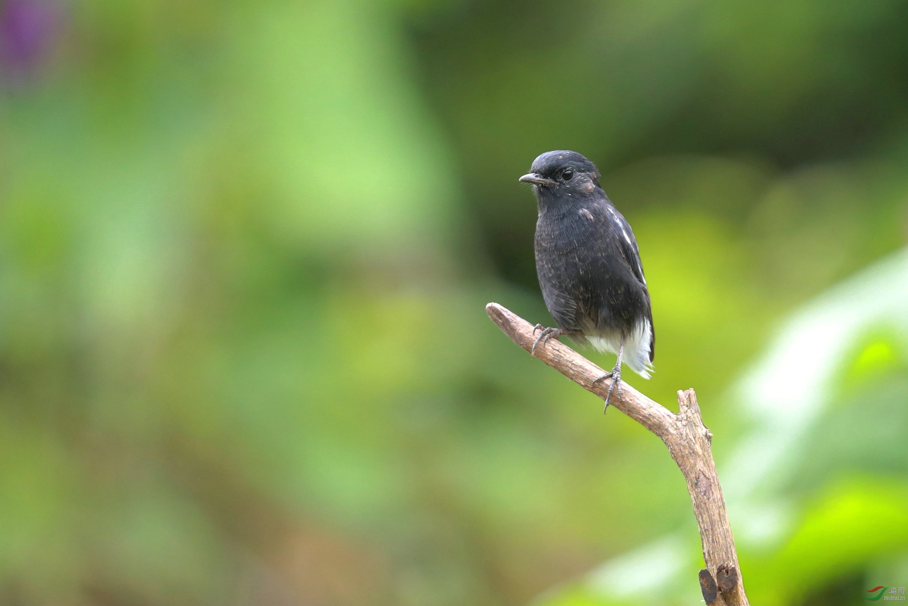 换羽的白斑黑石鵖