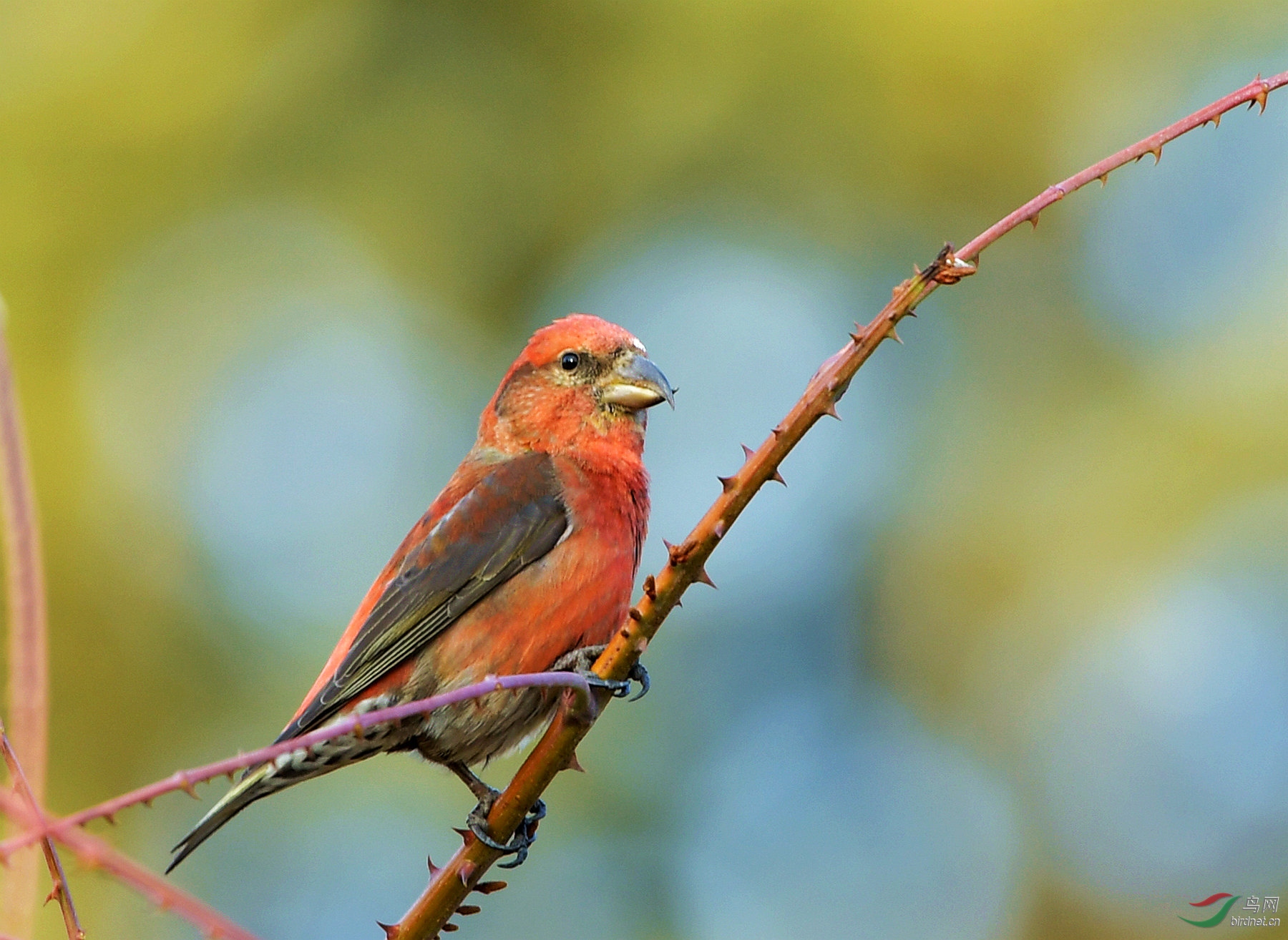 红交嘴雀早上问好
