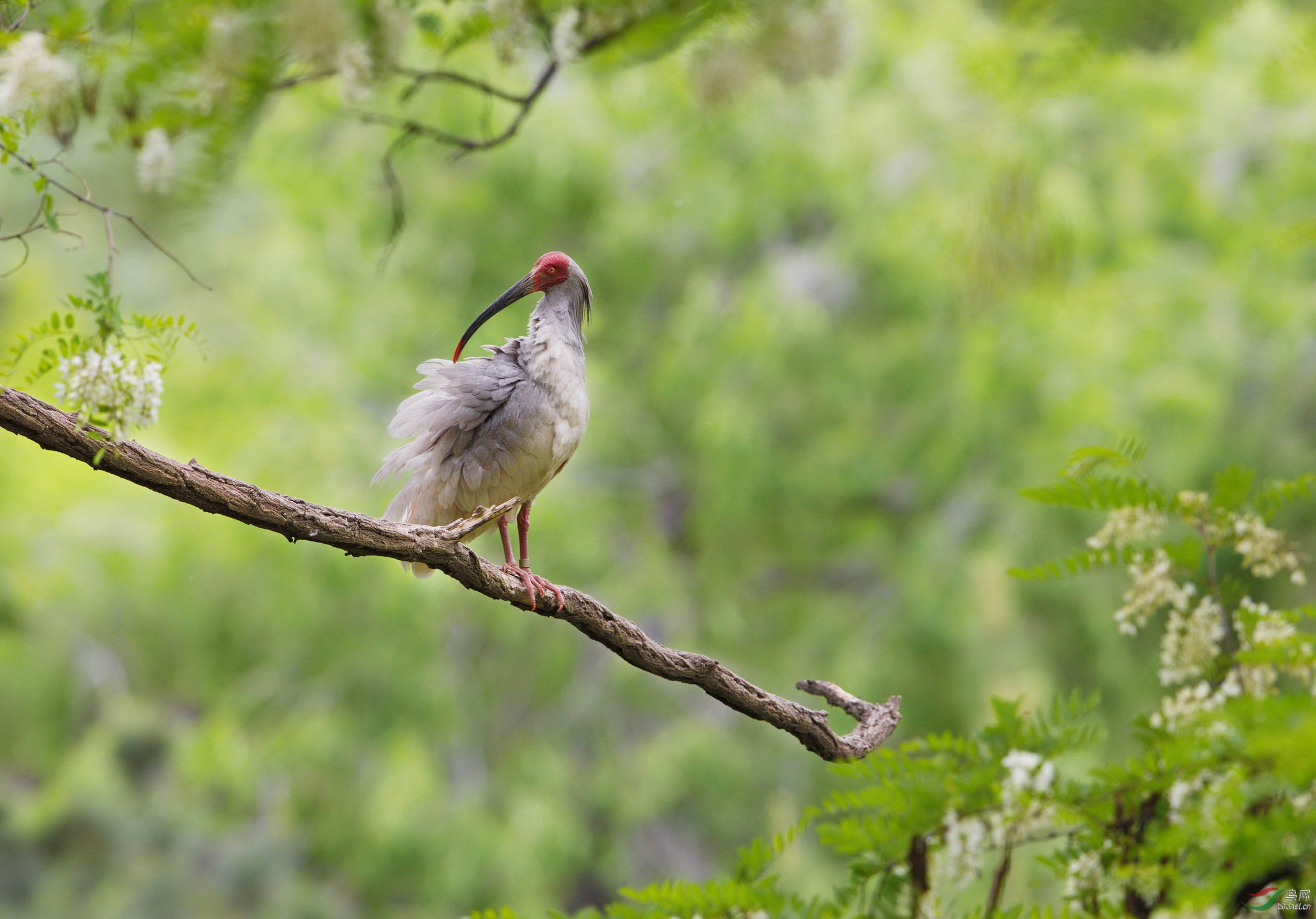(朱鹮)【回头看,我在鸟网的n年】绚丽的回忆