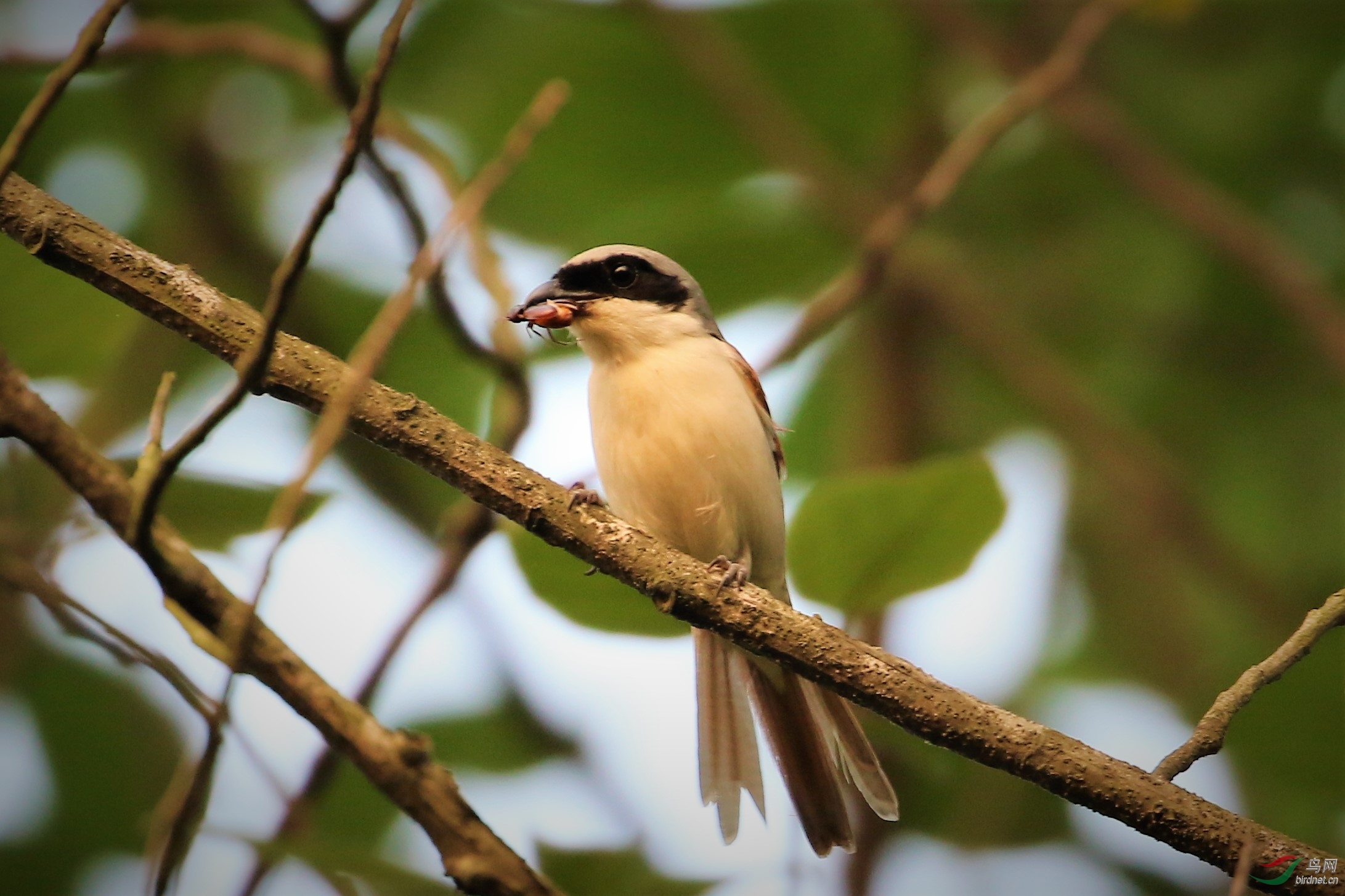 虎紋伯勞1-巴文化公園.jpg