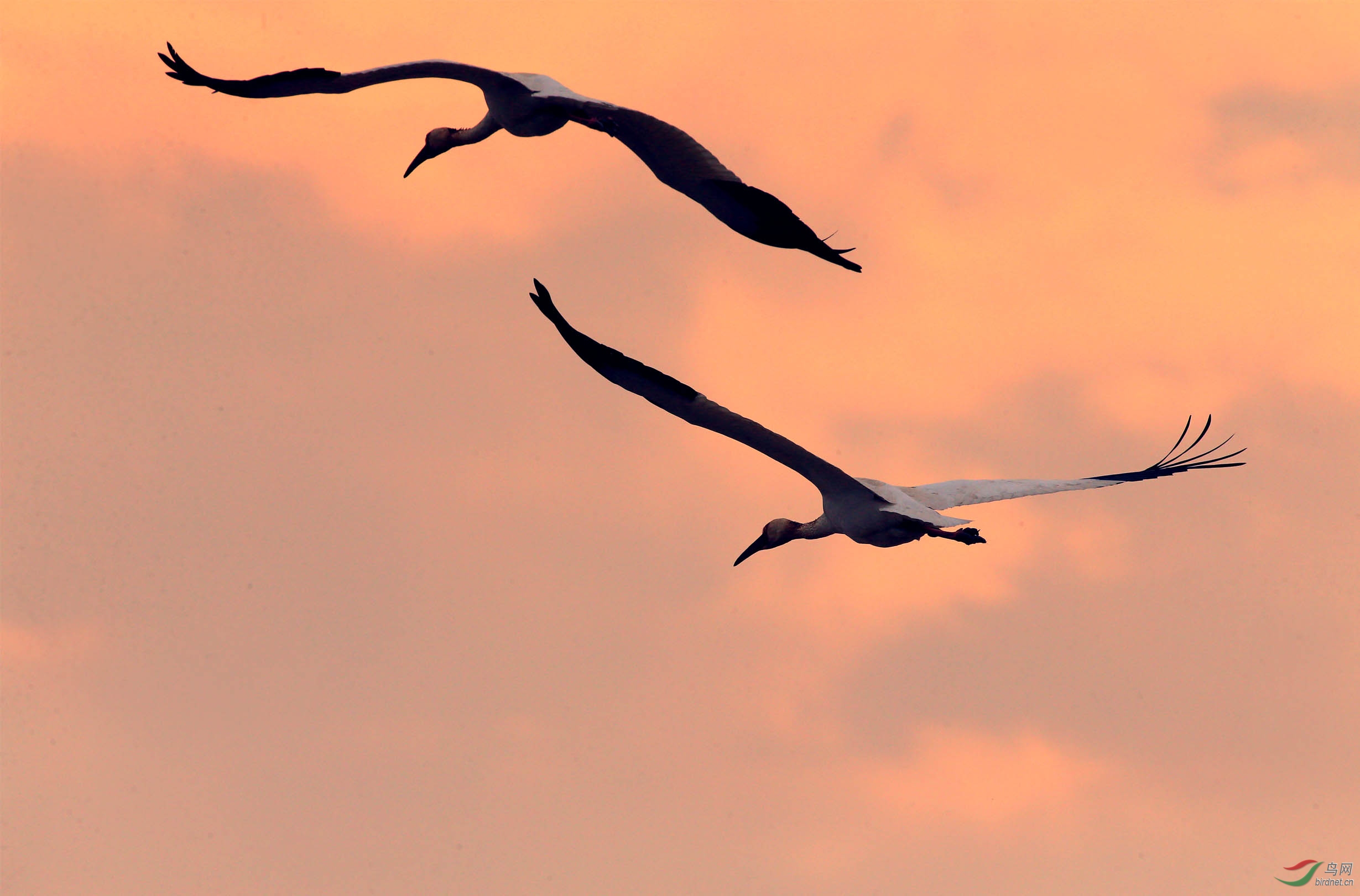 红霞满天白鹤飞