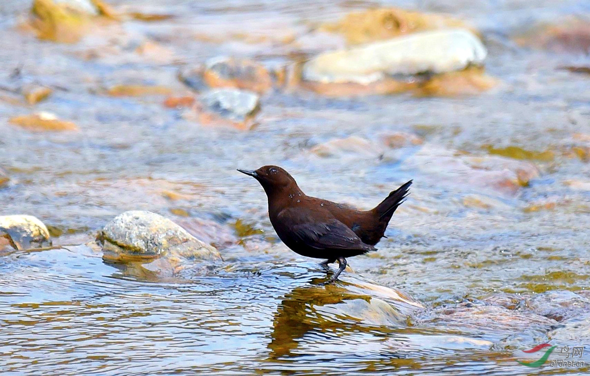 褐河鸟